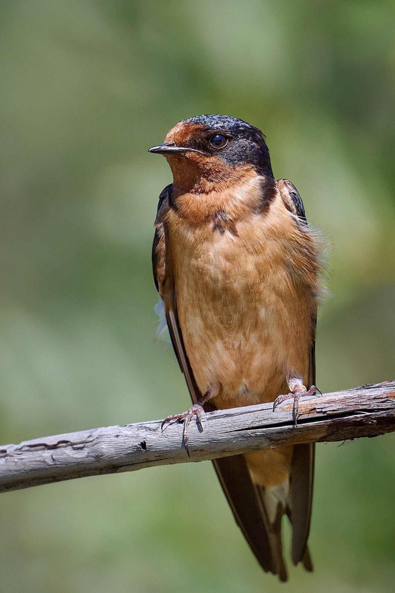 Barn Swallow