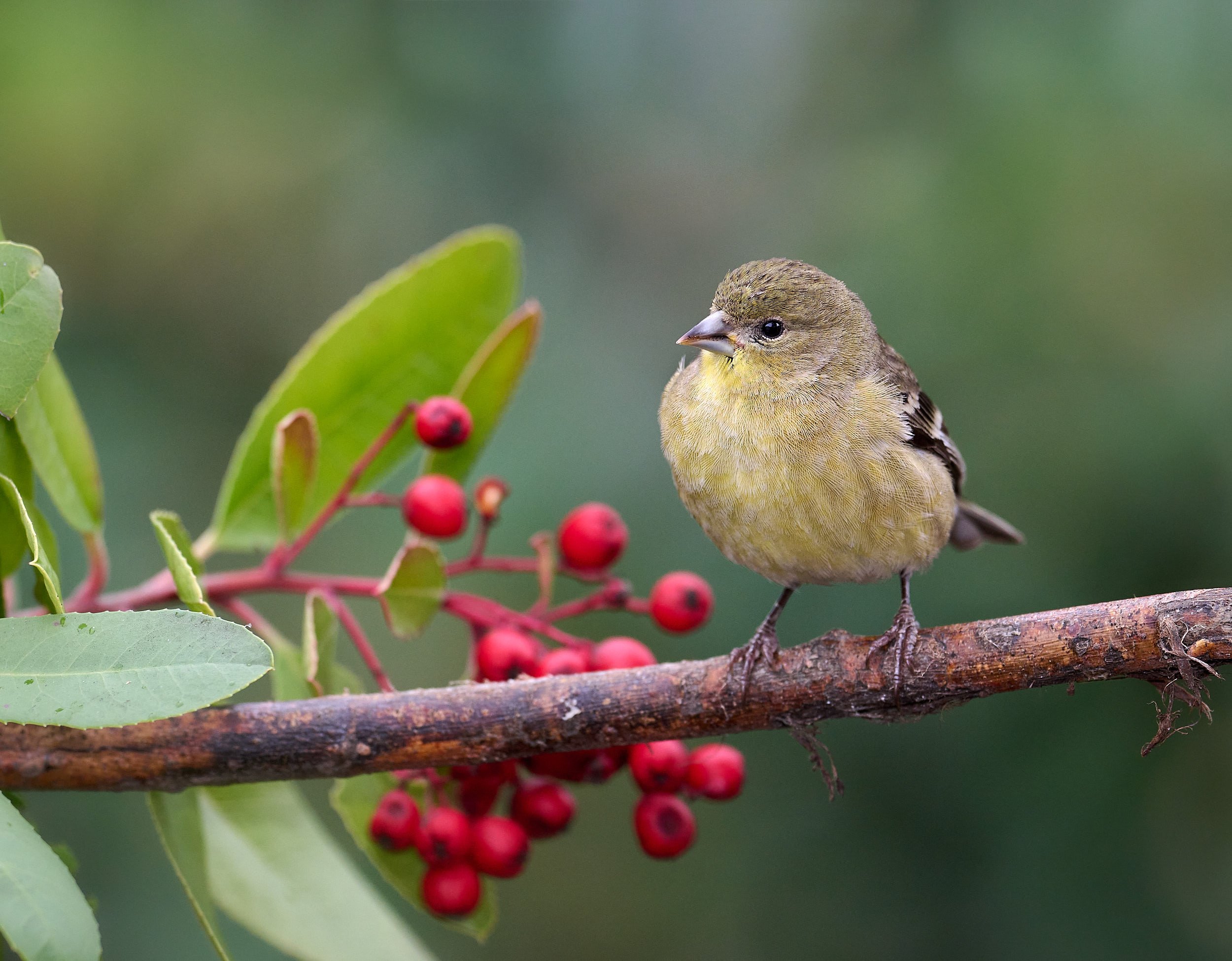 Lesser Goldfinch