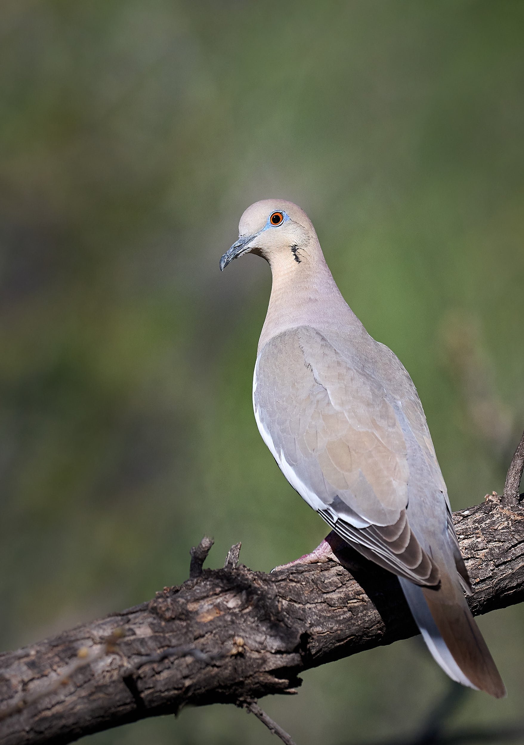 White-winged Dove