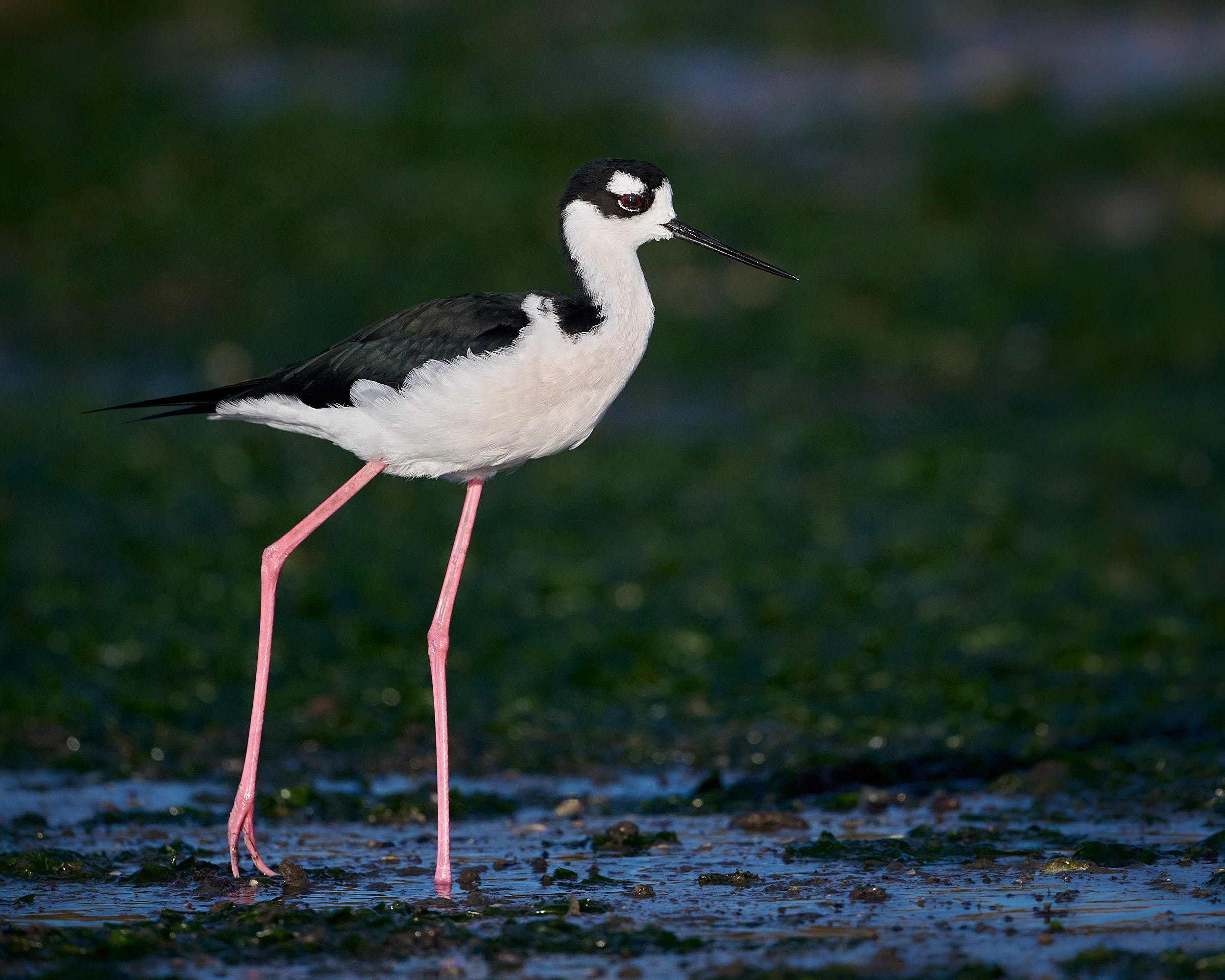 Black-necked Stilt
