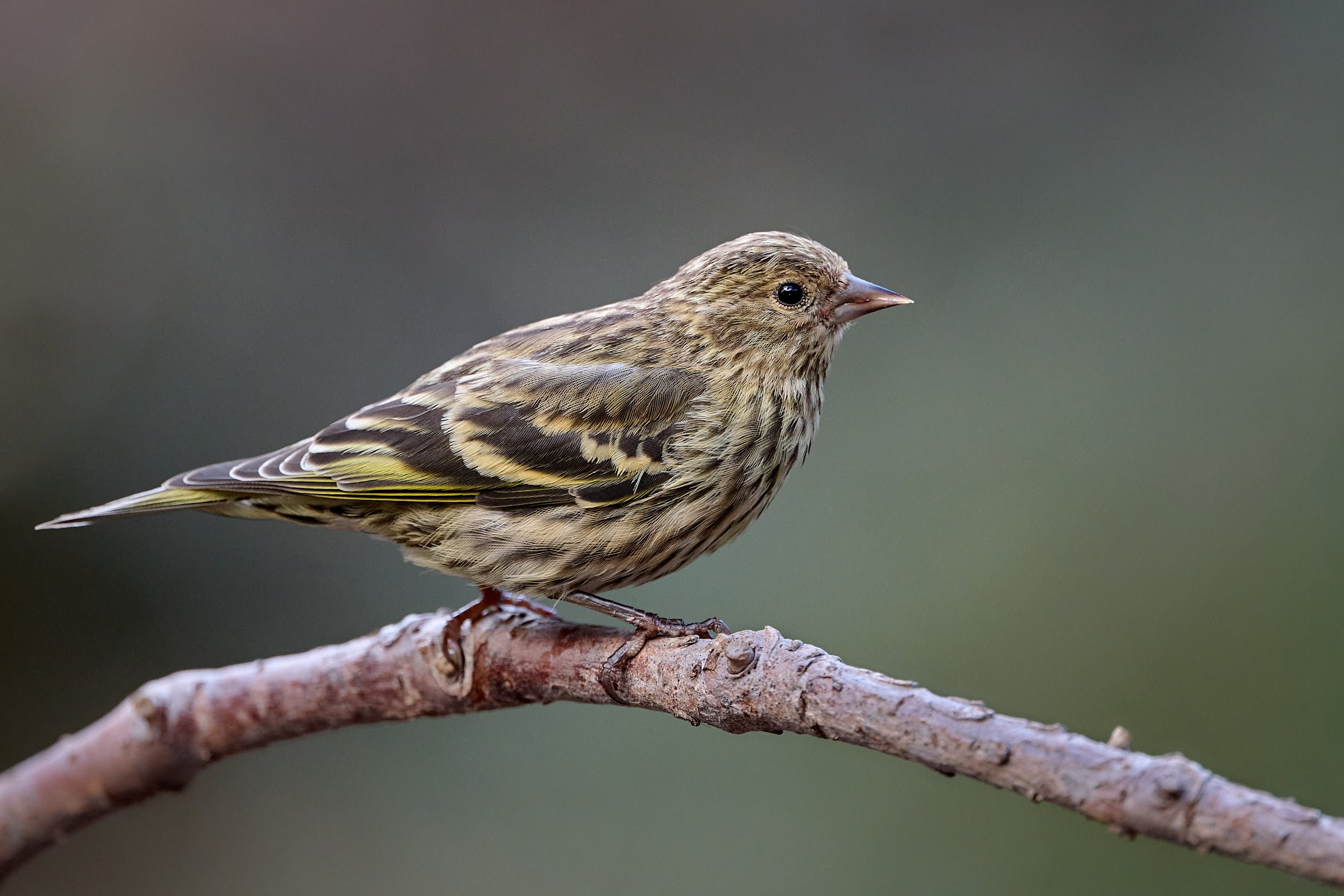 Pine Siskin