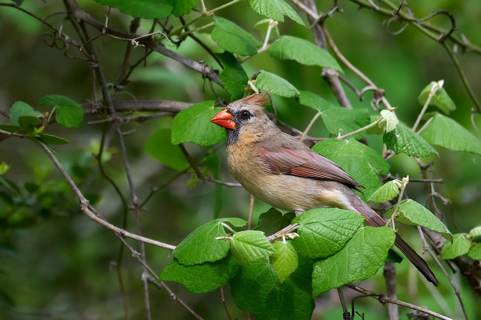 Northern Cardinal
