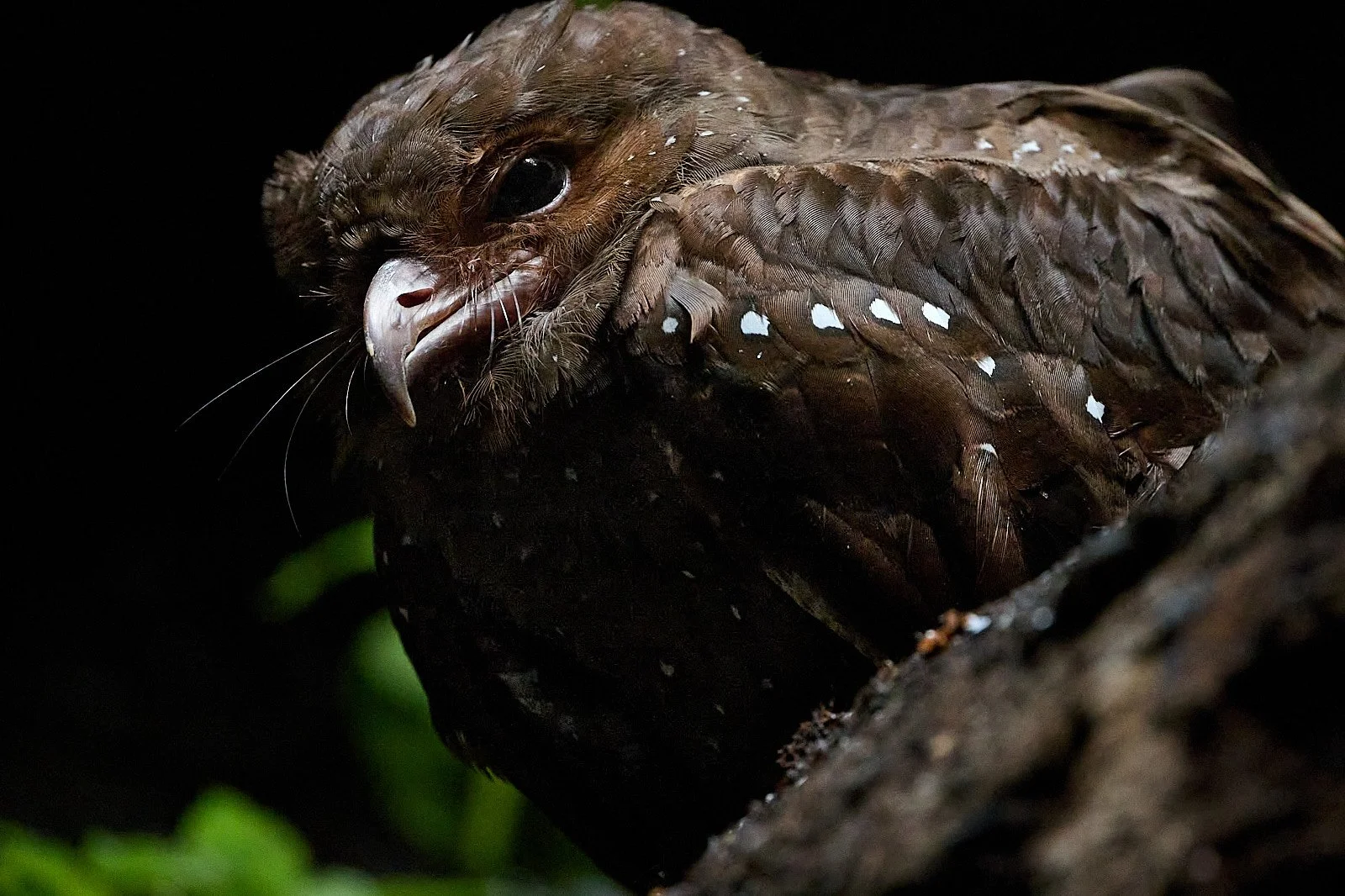 Oilbird
