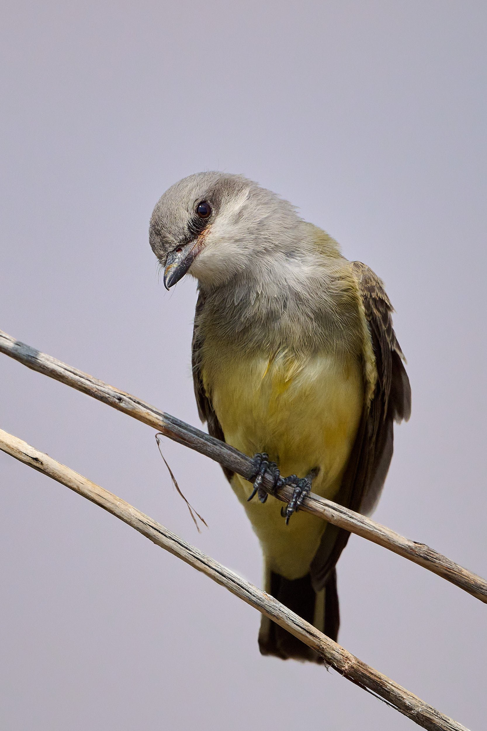 Western Kingbird