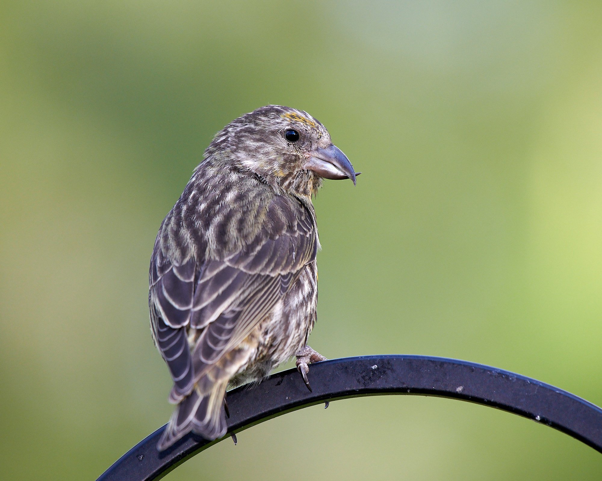 Red Crossbill