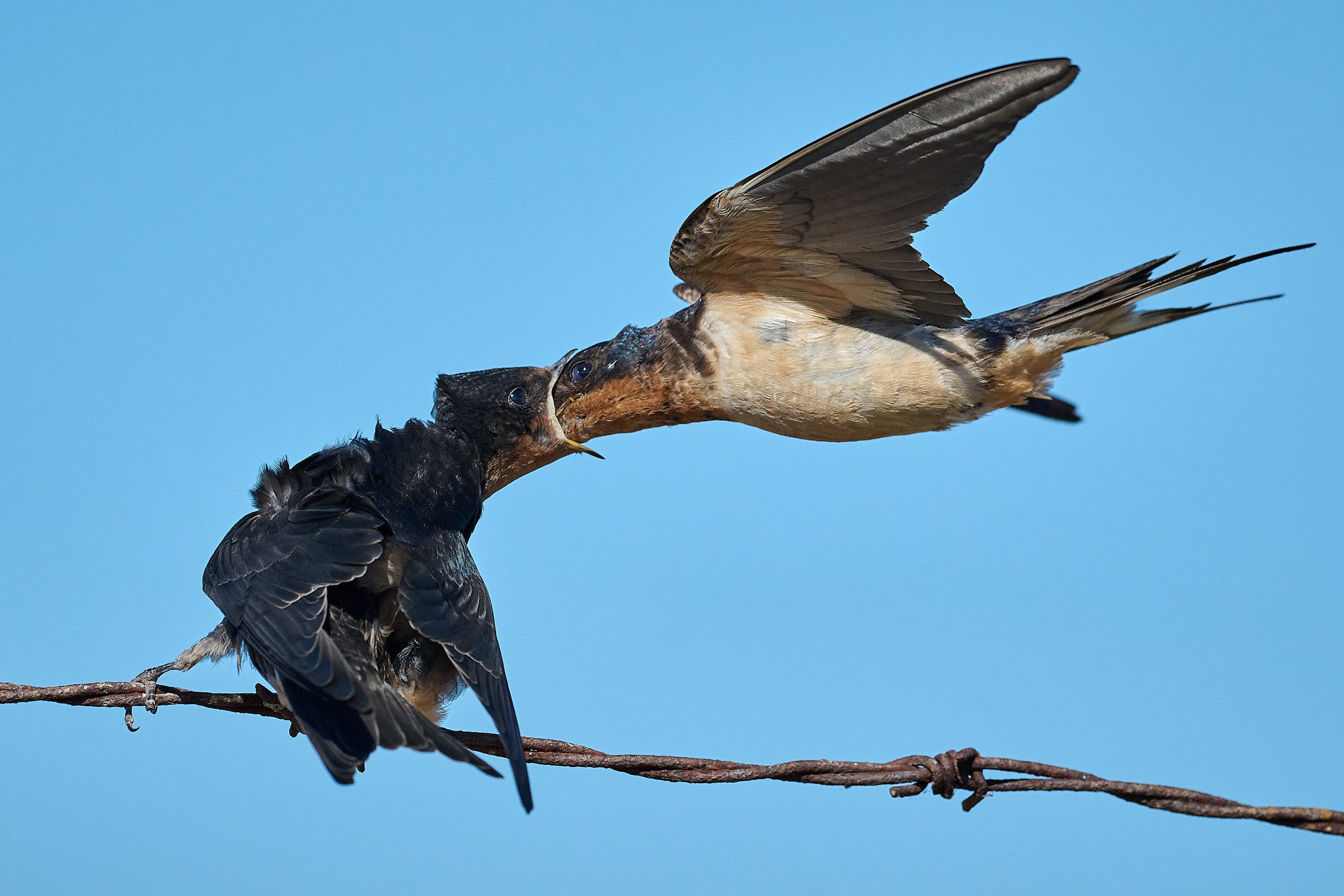 Barn Swallow
