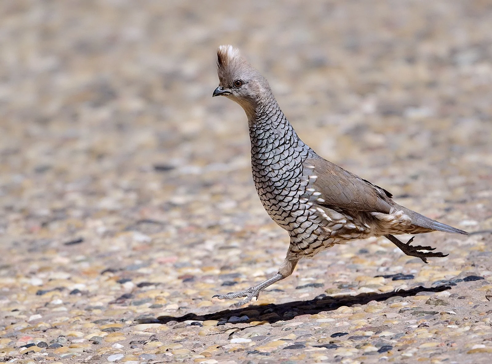 Scaled Quail