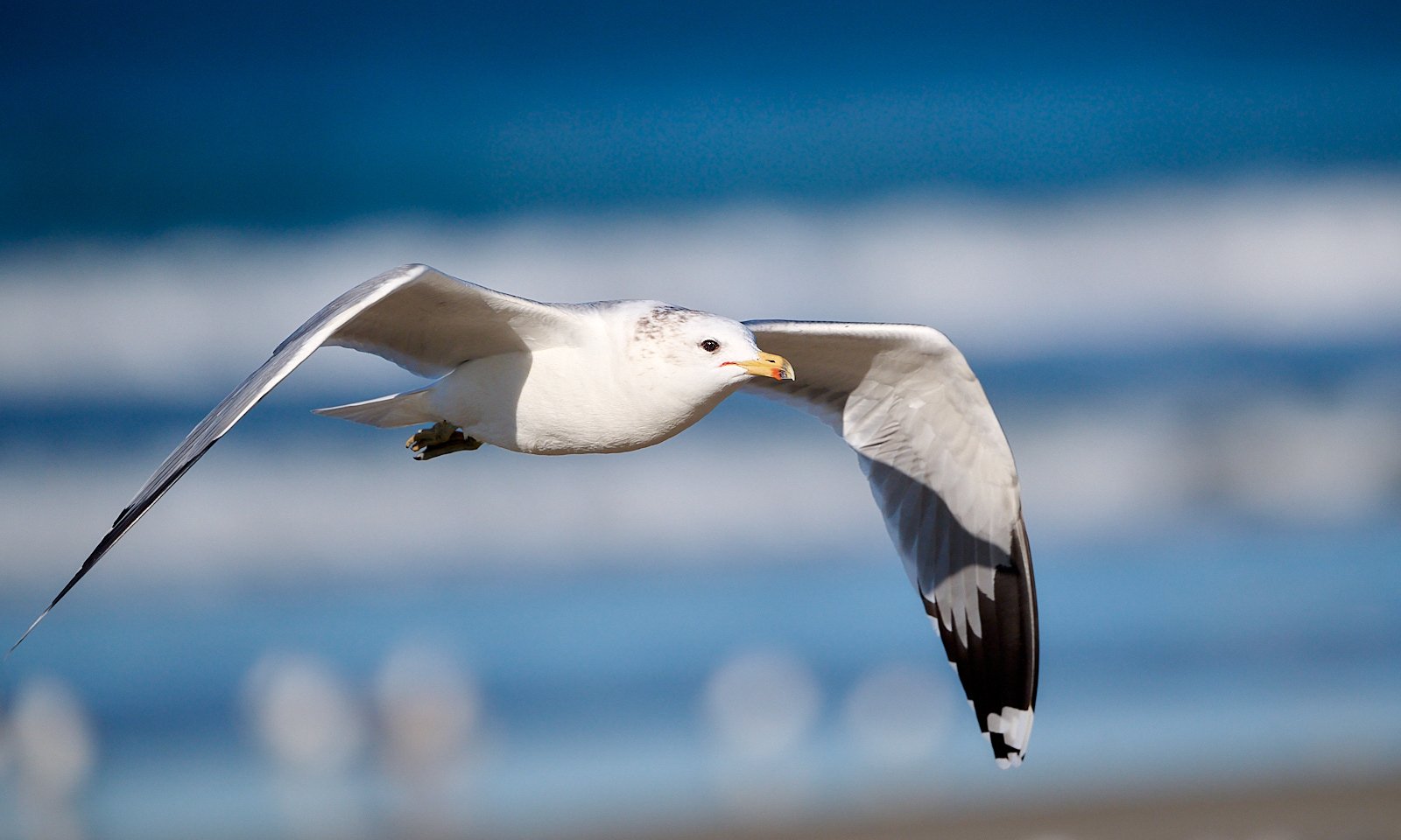 California Gull