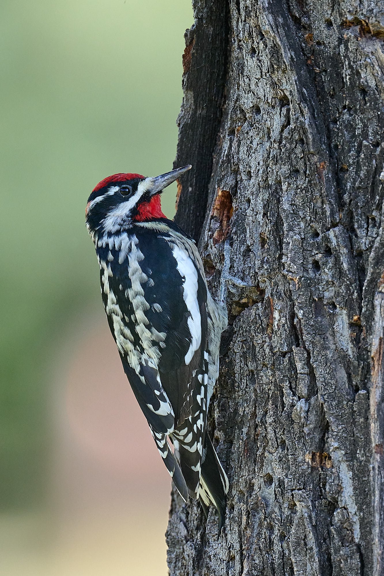 Red-naped Sapsucker