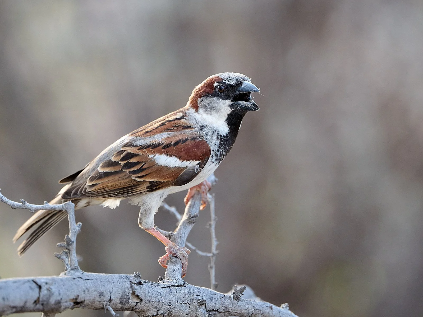 House Sparrow