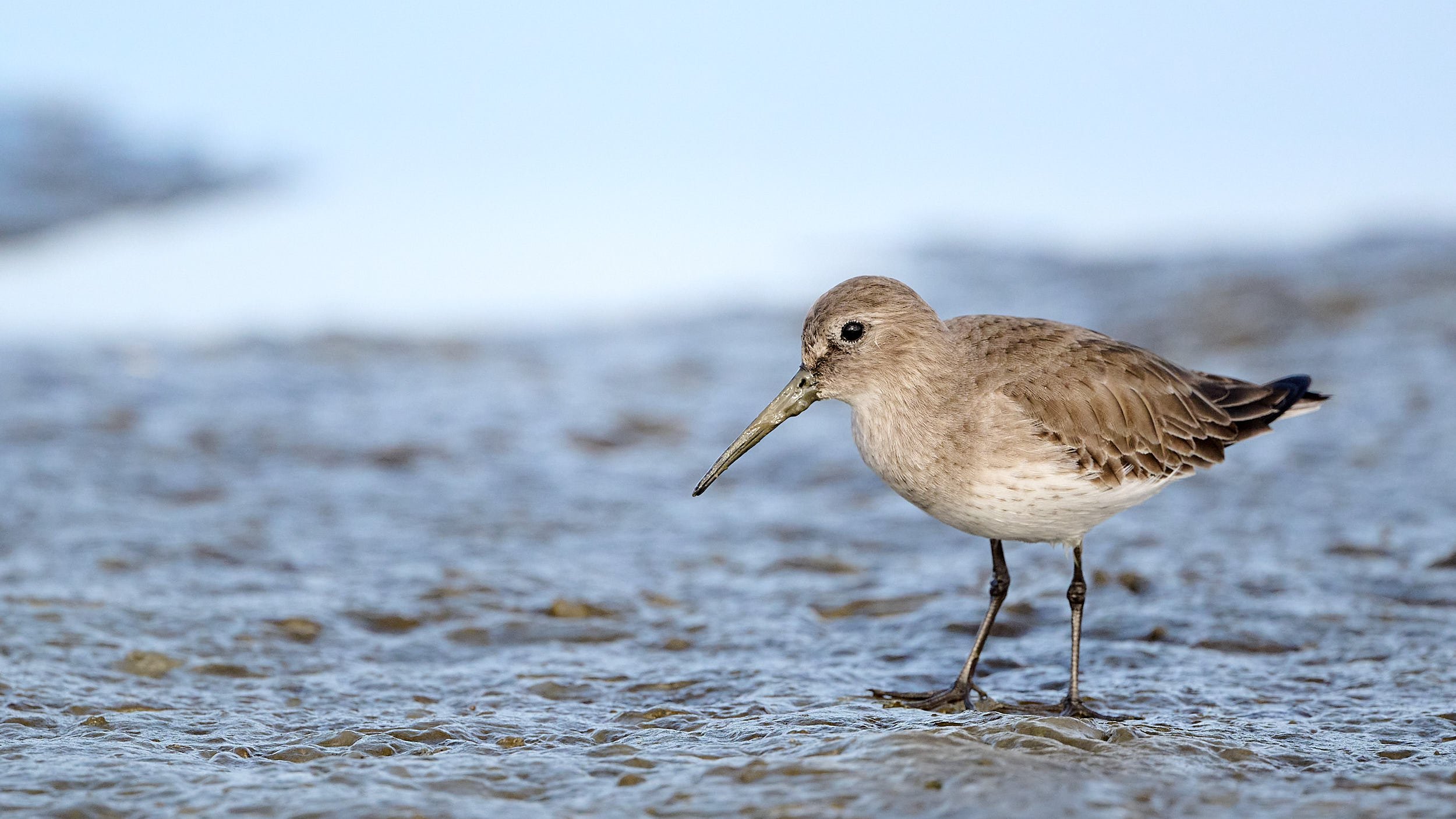 Dunlin