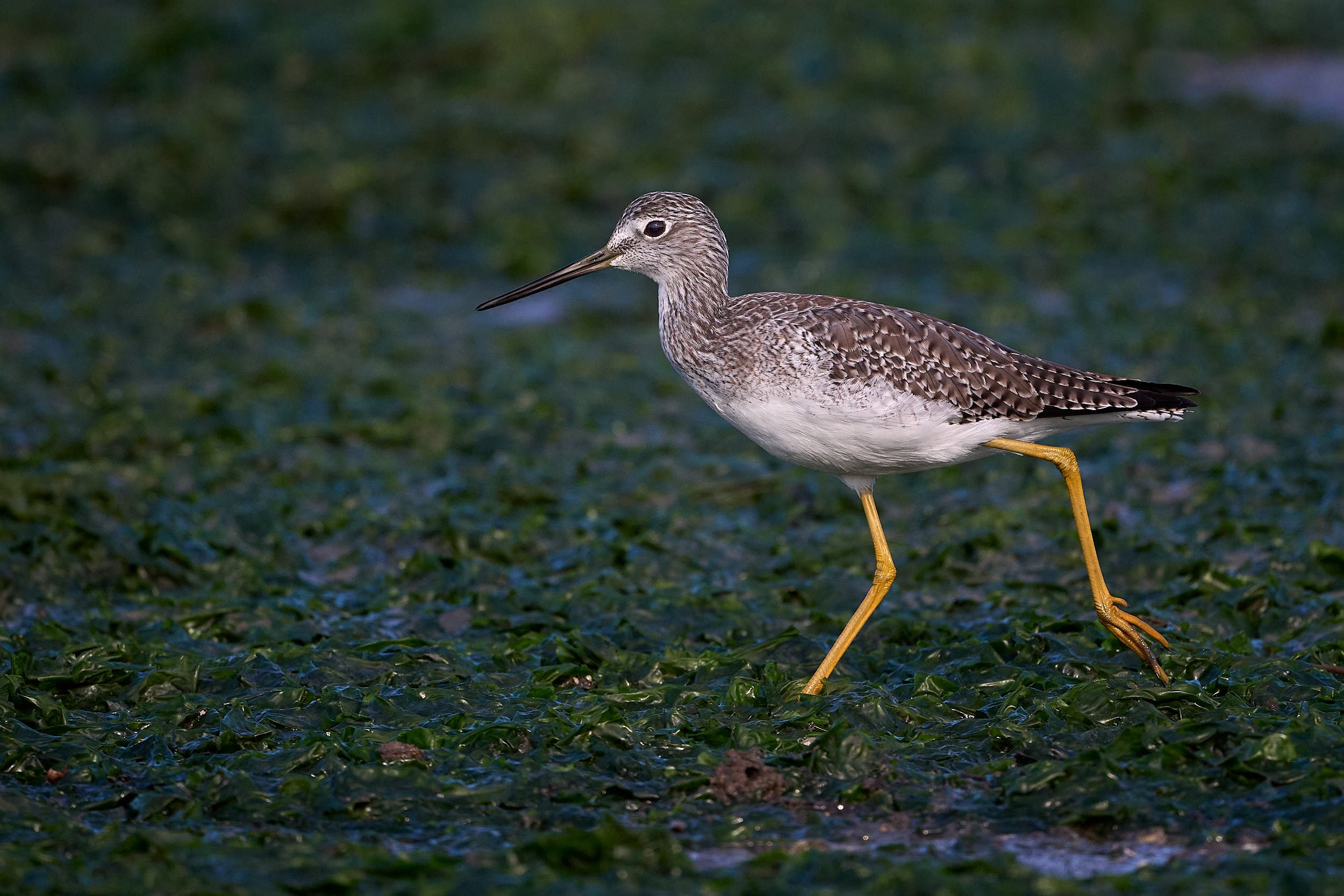 Greater Yellowlegs