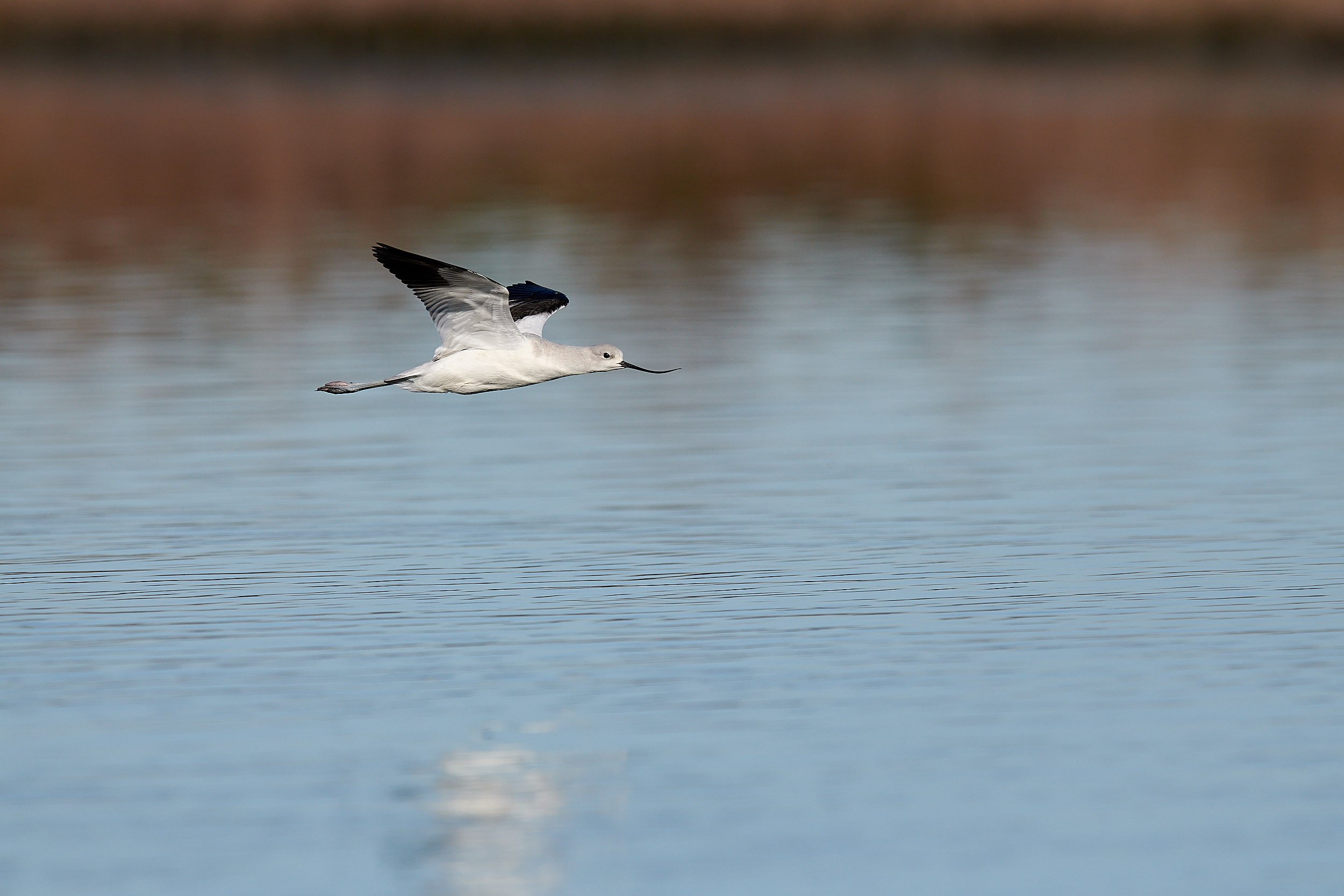 Avocet