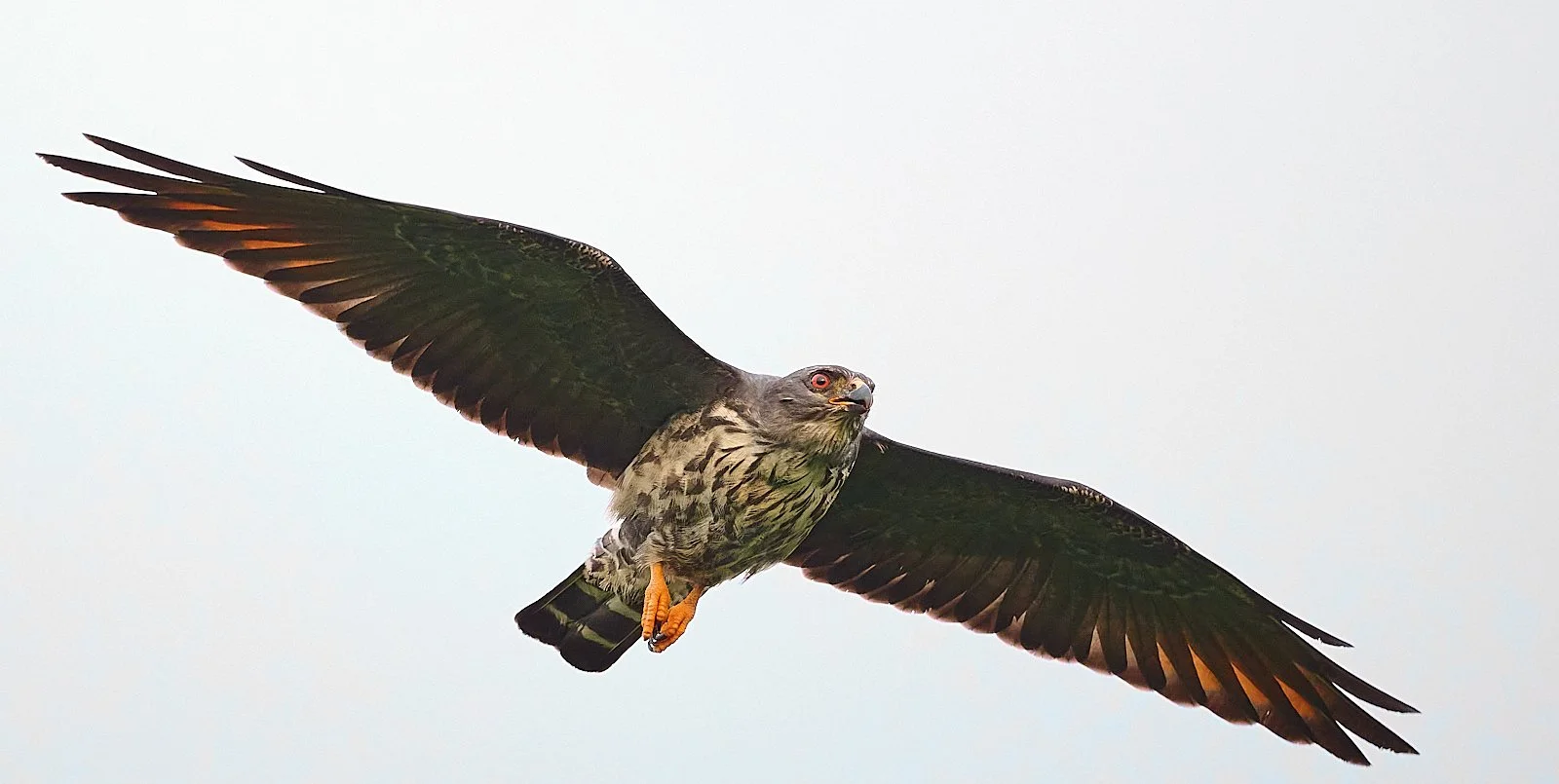 Plumbeous Kite