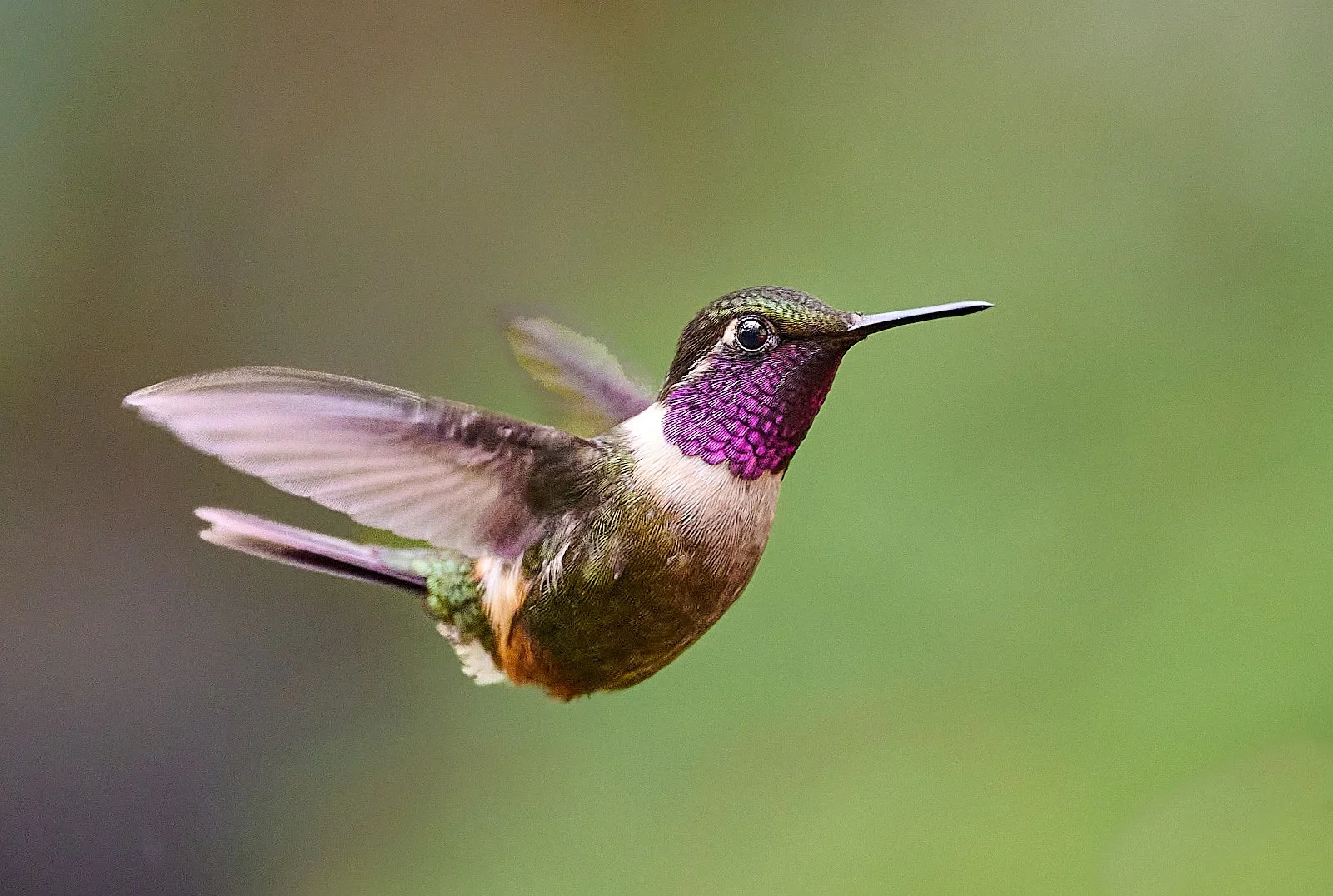 Purple-throated Woodstar