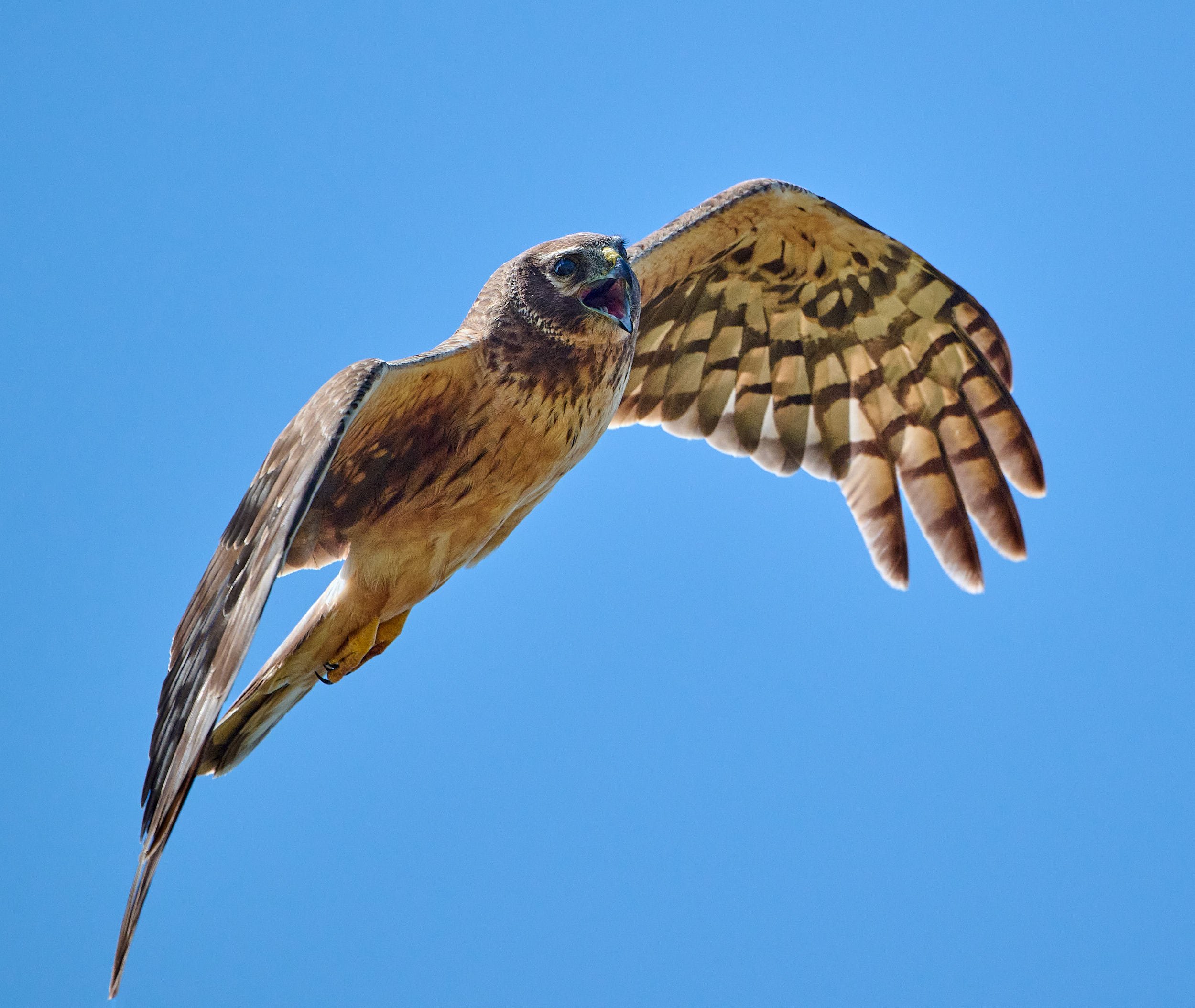 Northern Harrier