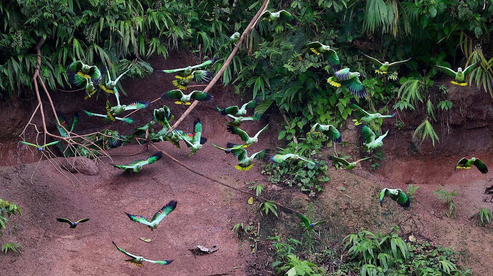Mealy Parrot