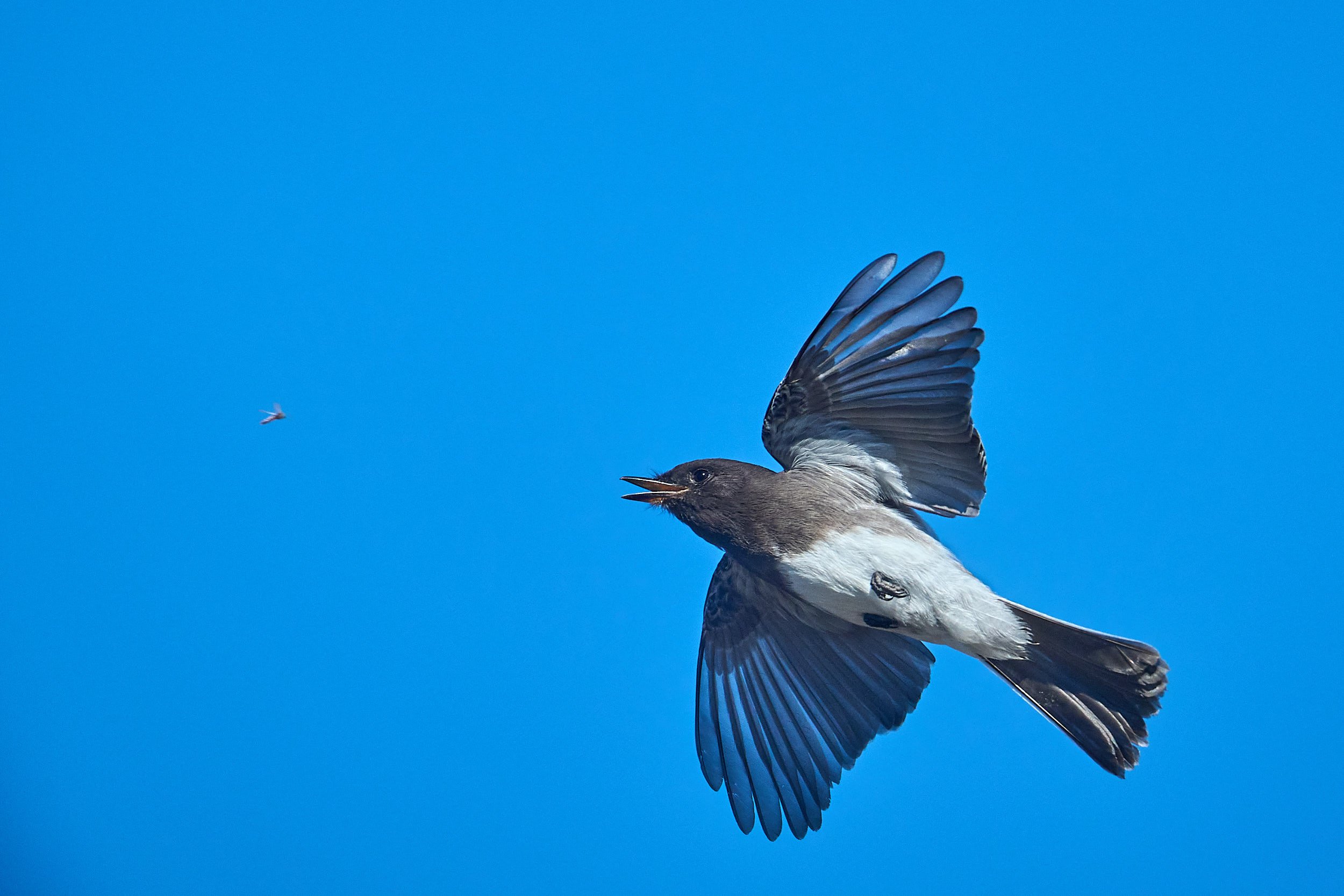Black Phoebe