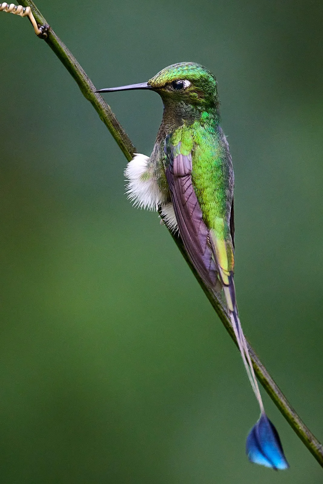 White-booted Racket-tail