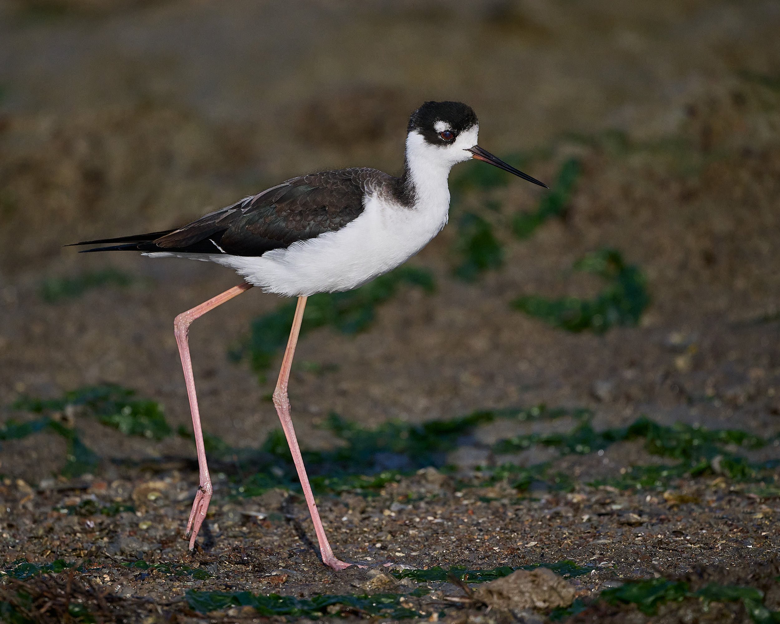 Black-necked Stilt