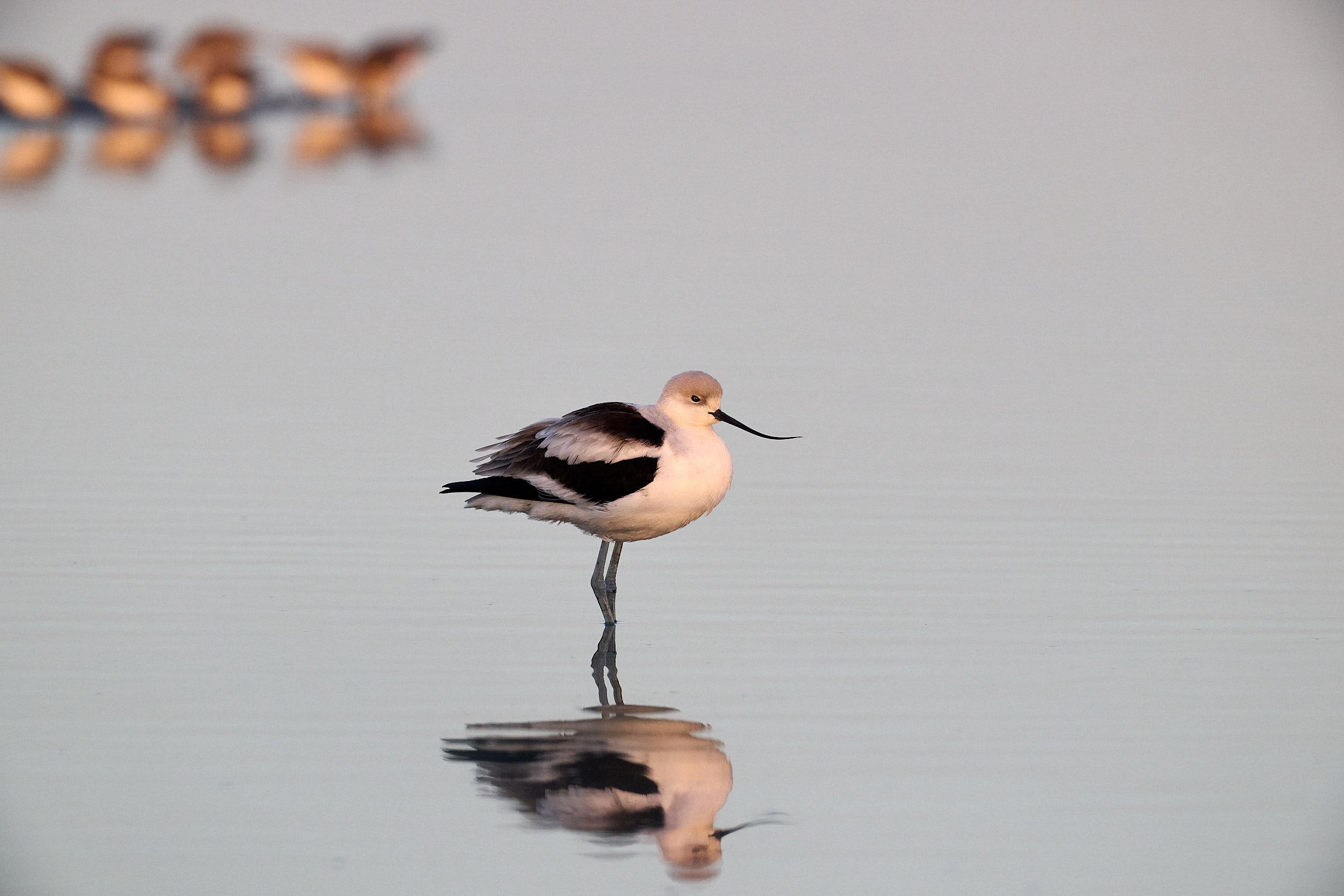 Avocet