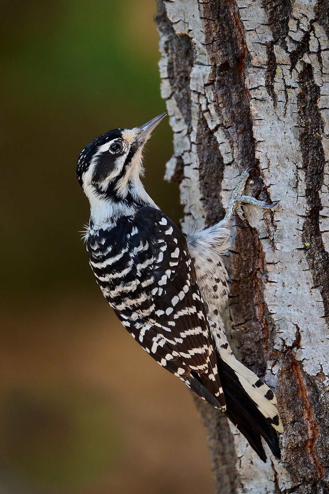 Nuttall's Woodpecker