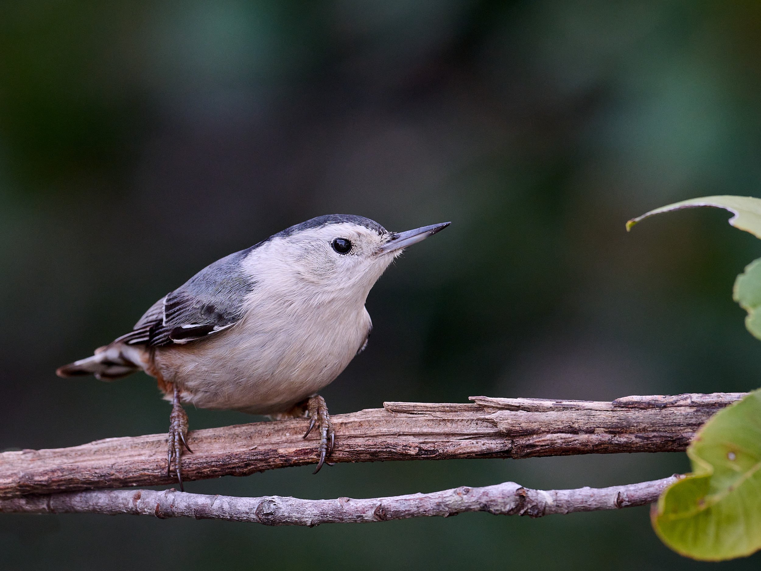 White-breasted Nuthatch