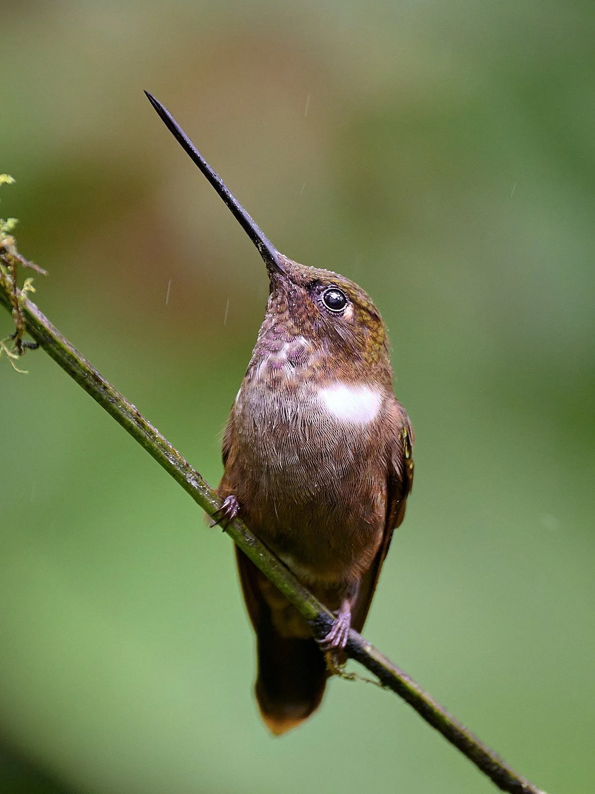 Brown Inca
