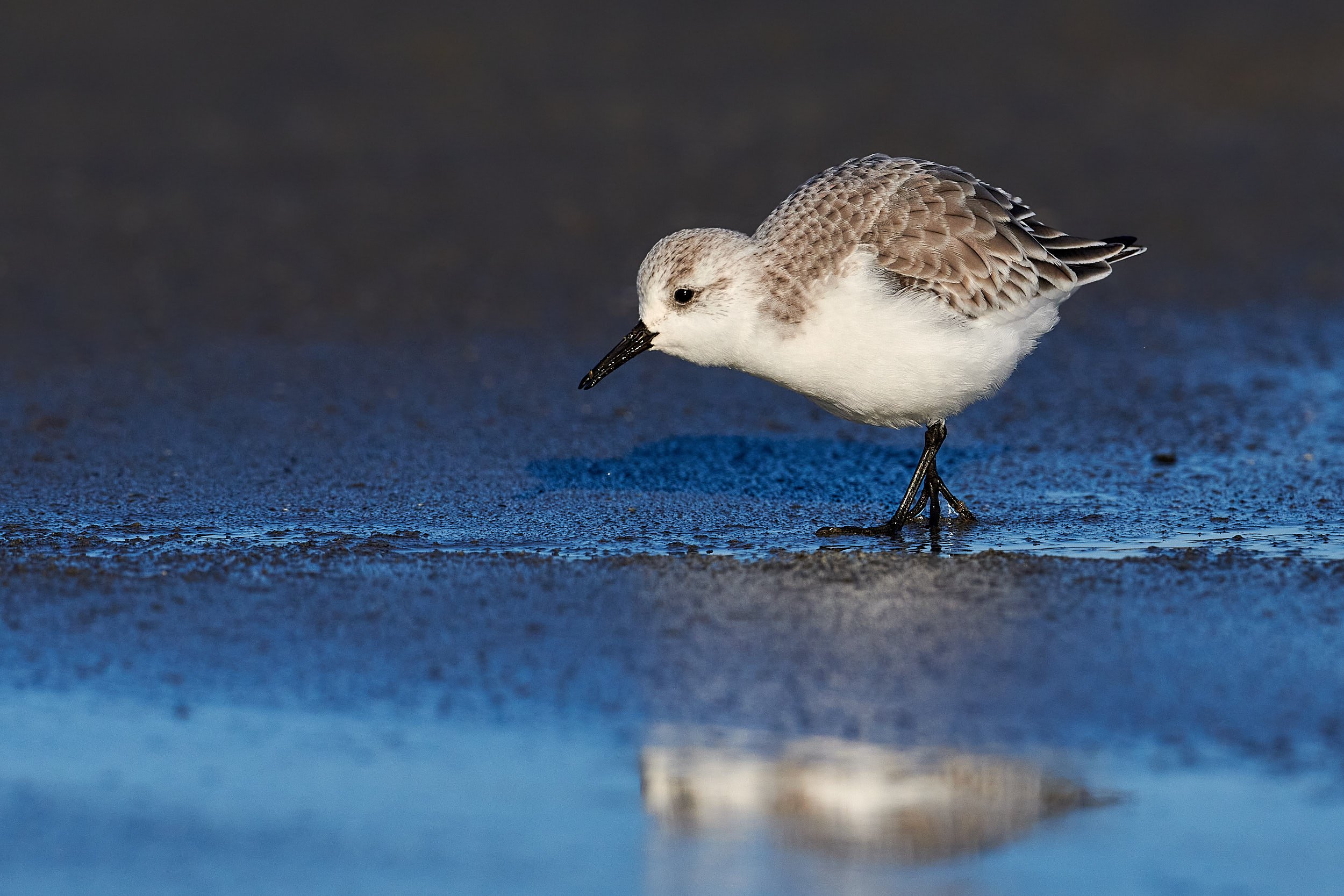 Sanderling