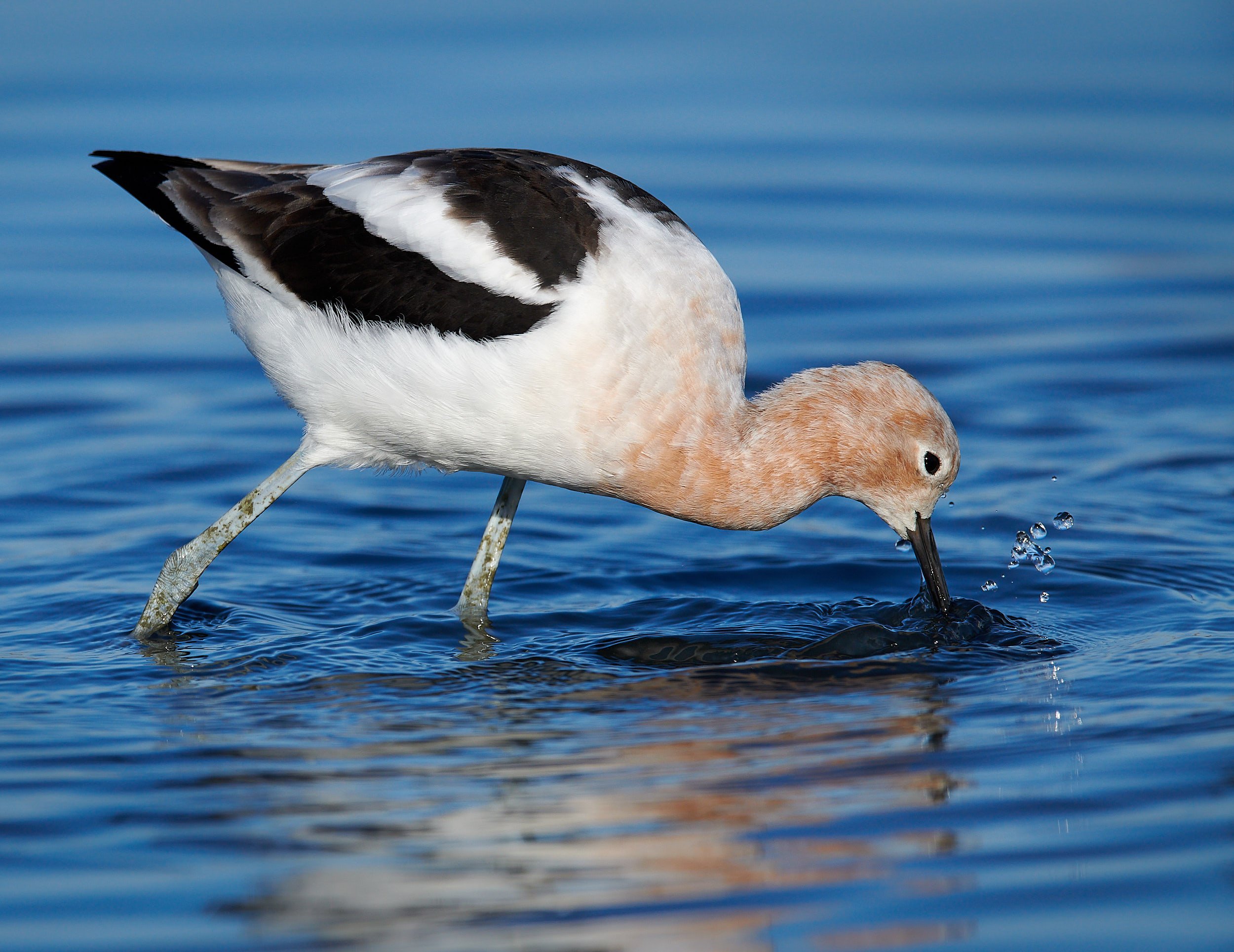 Avocet