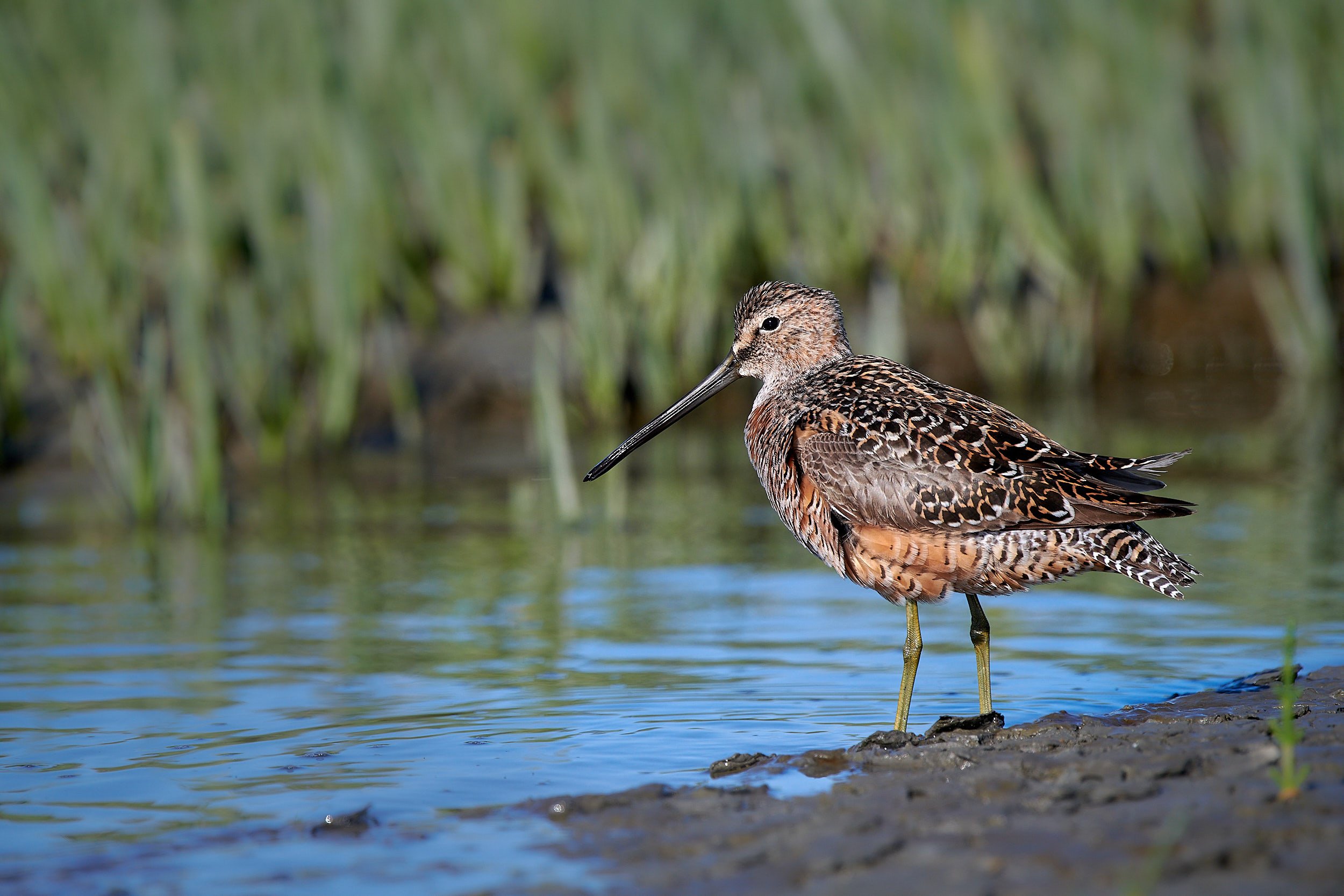 Long-billed Dowitcher