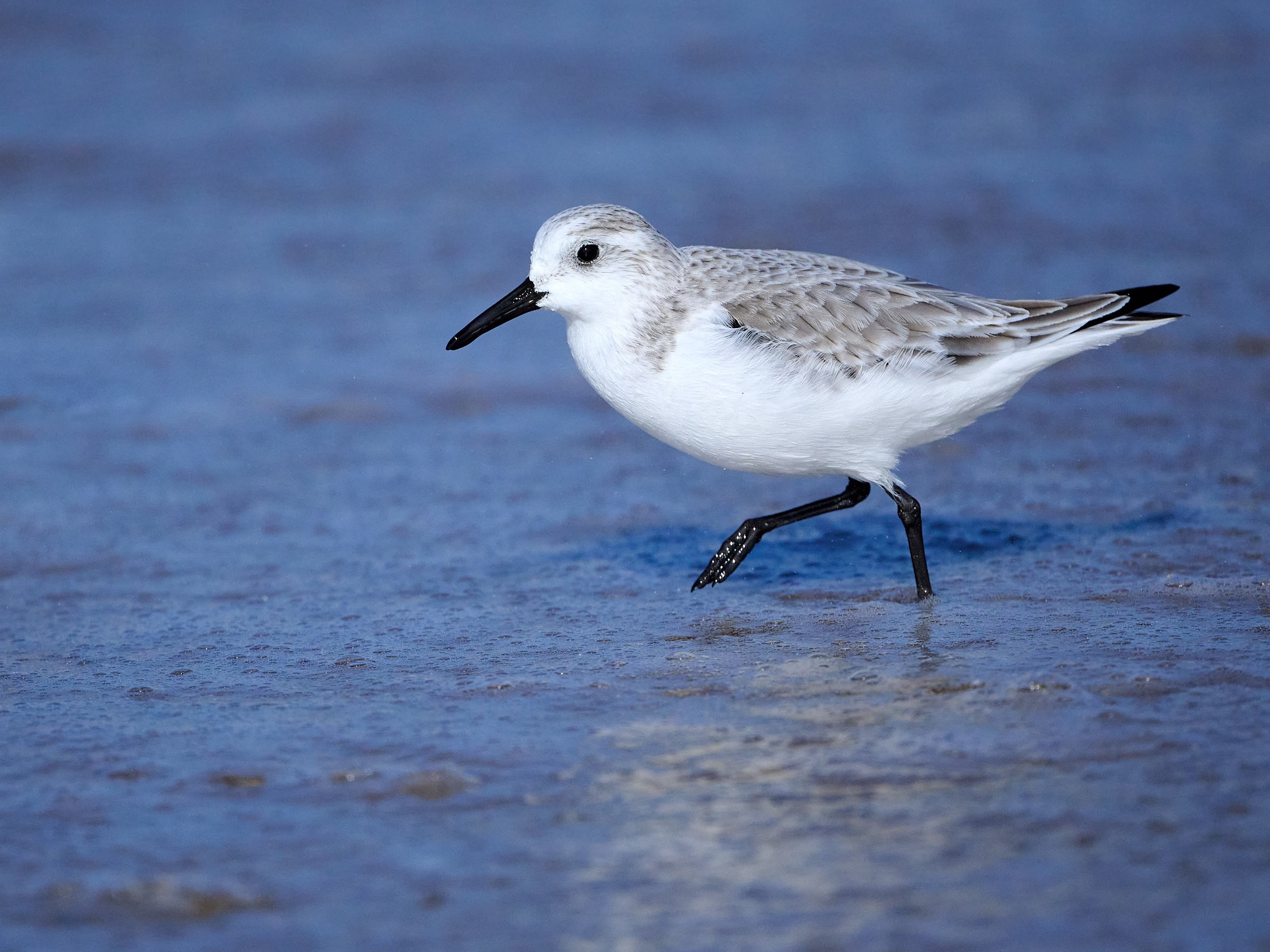 Sanderling