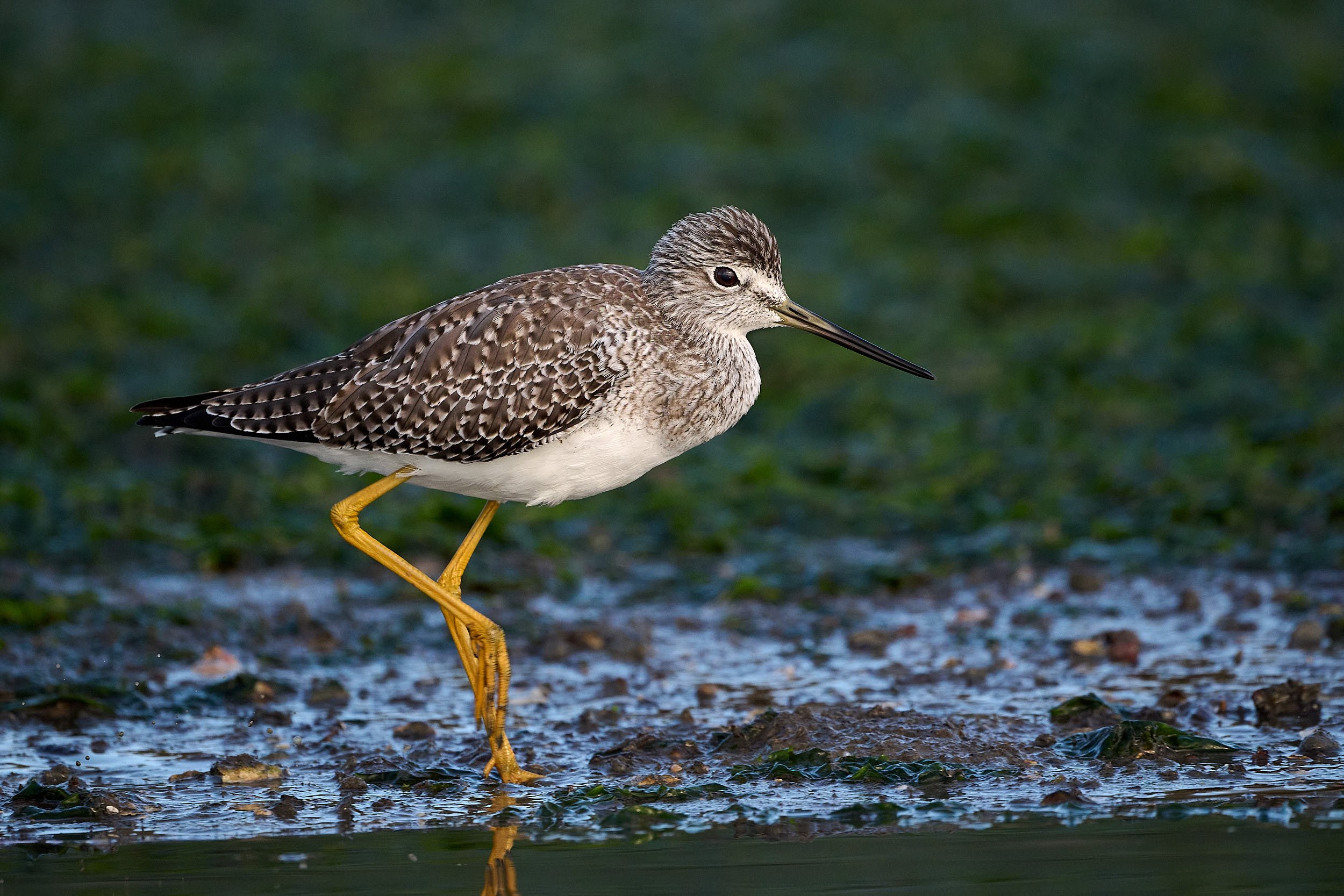 Greater Yellowlegs