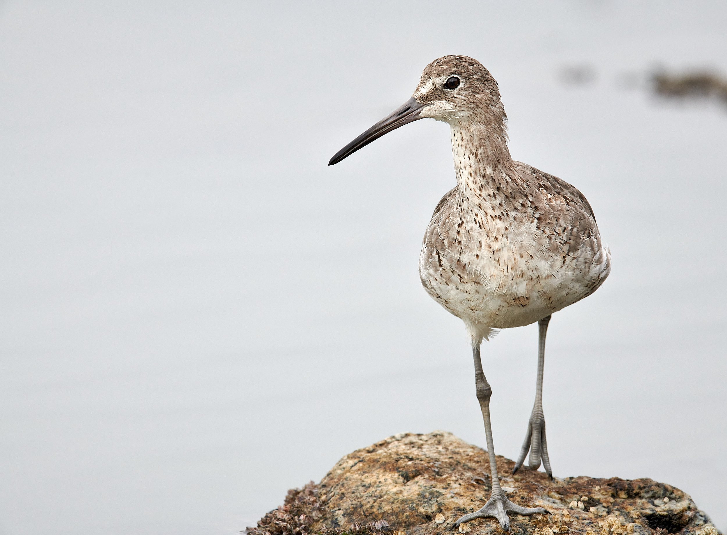 Willet