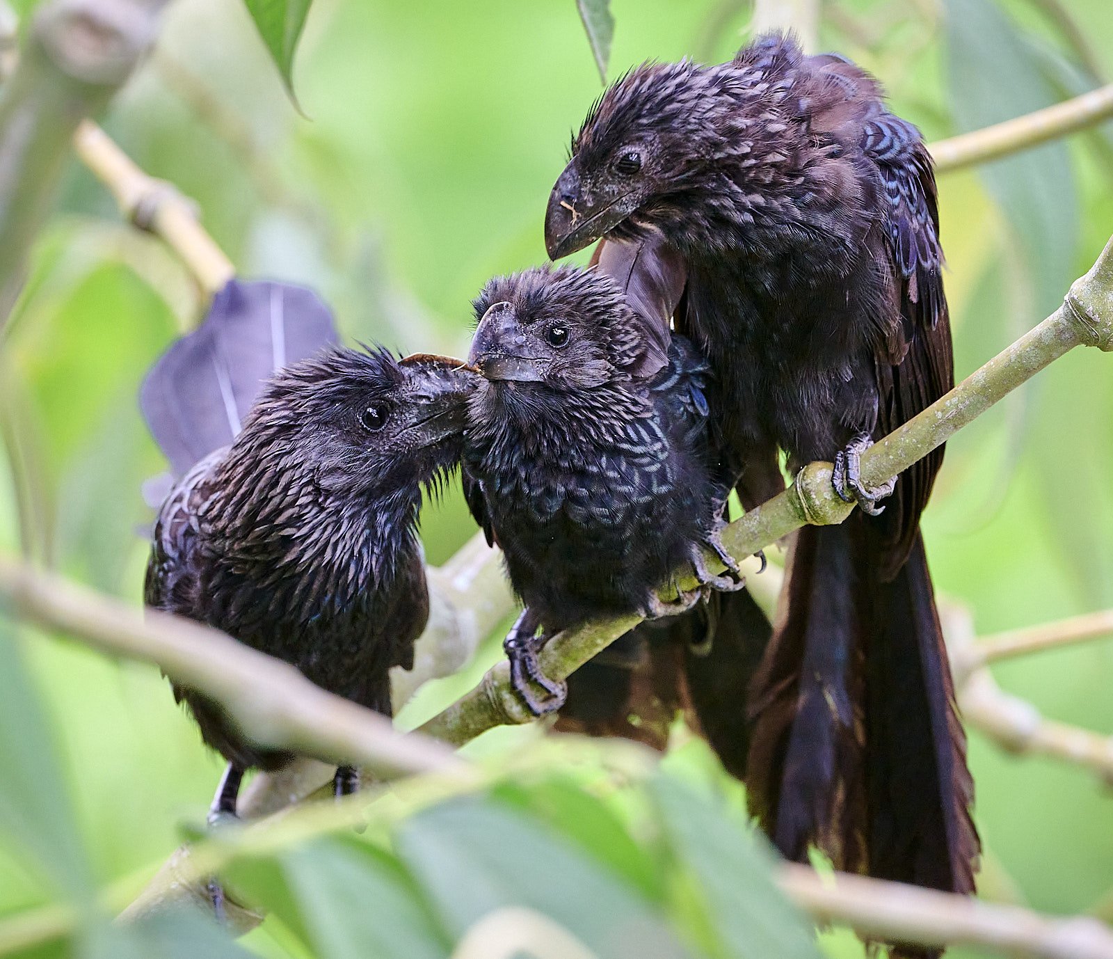 Smooth-billed Ani & young