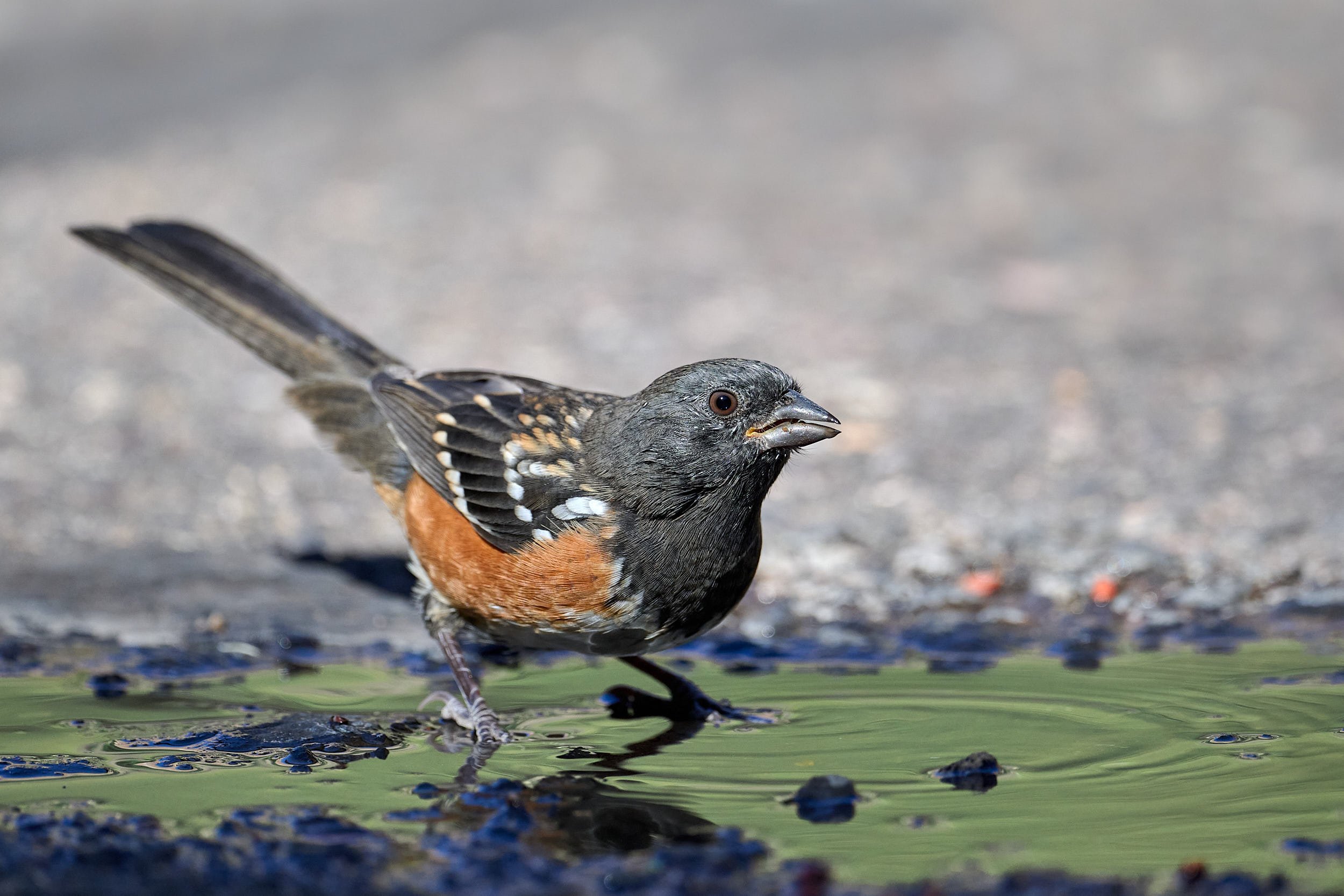Spotted Towhee