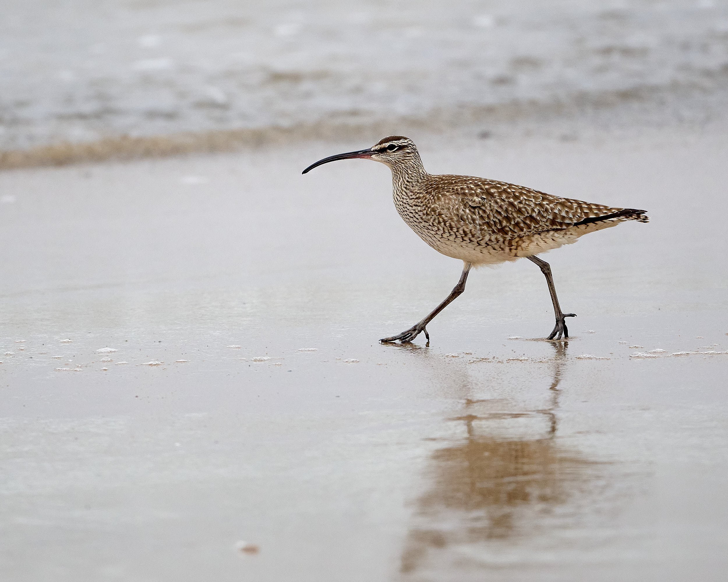 Whimbrel