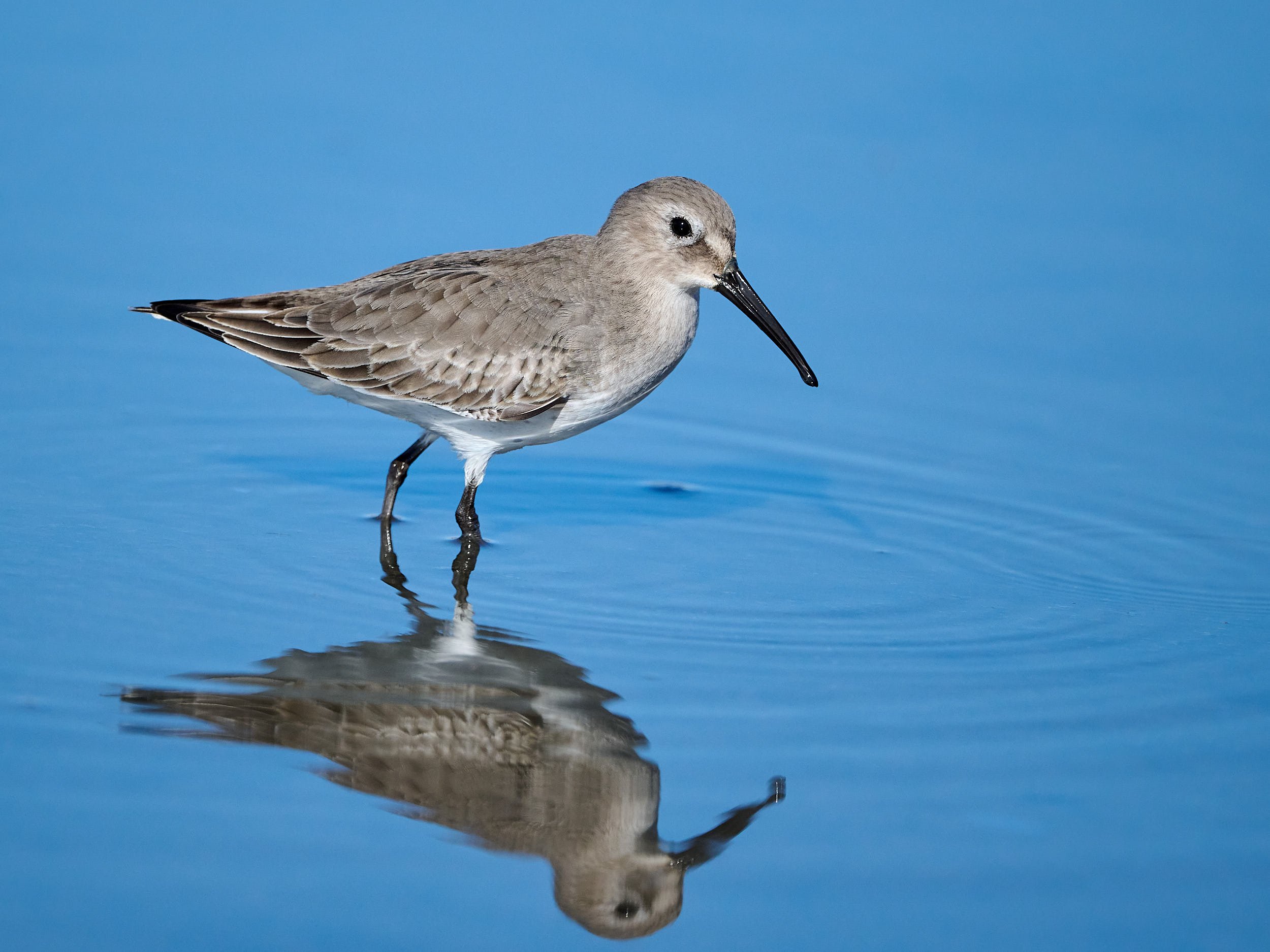 Dunlin