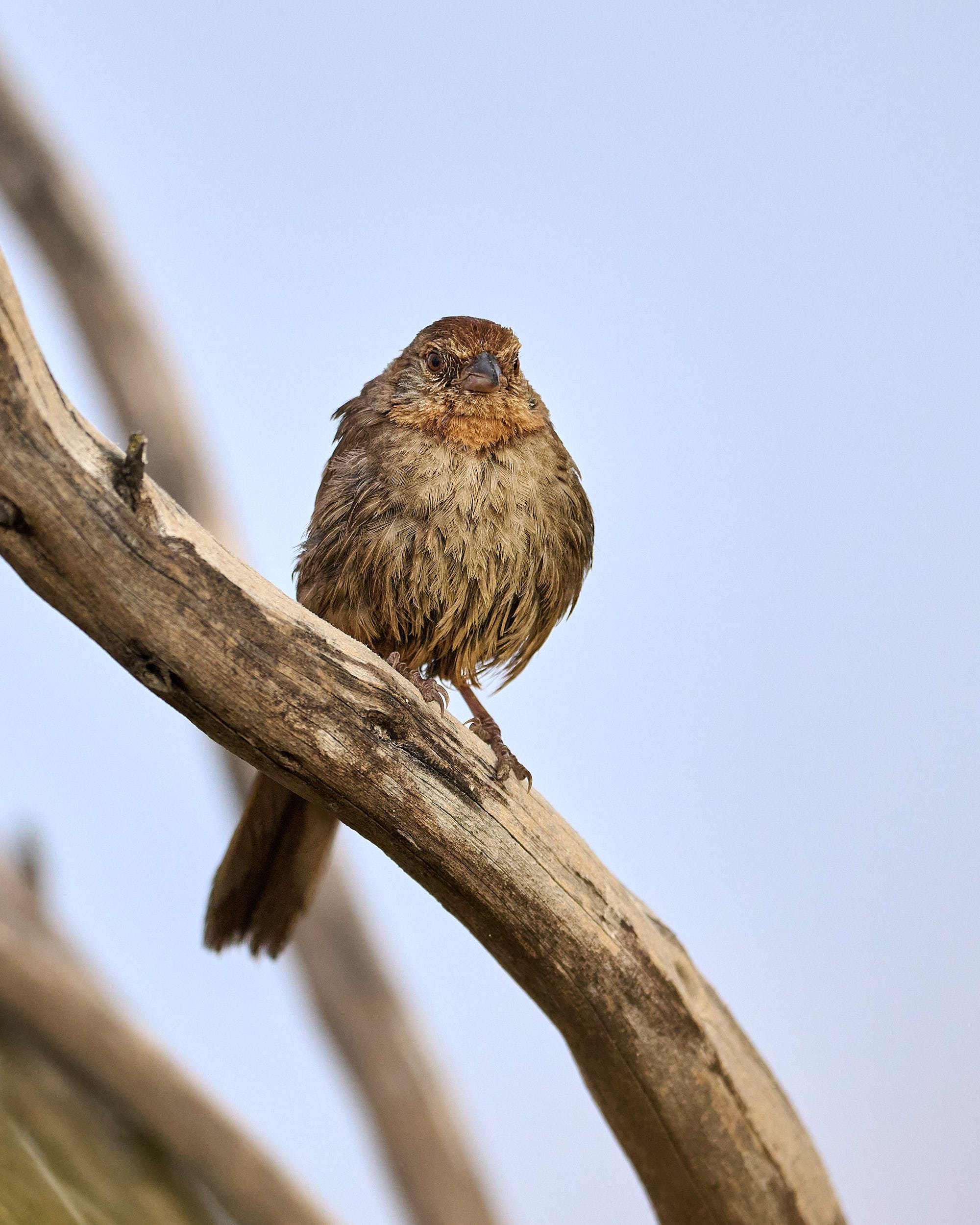 California Towhee
