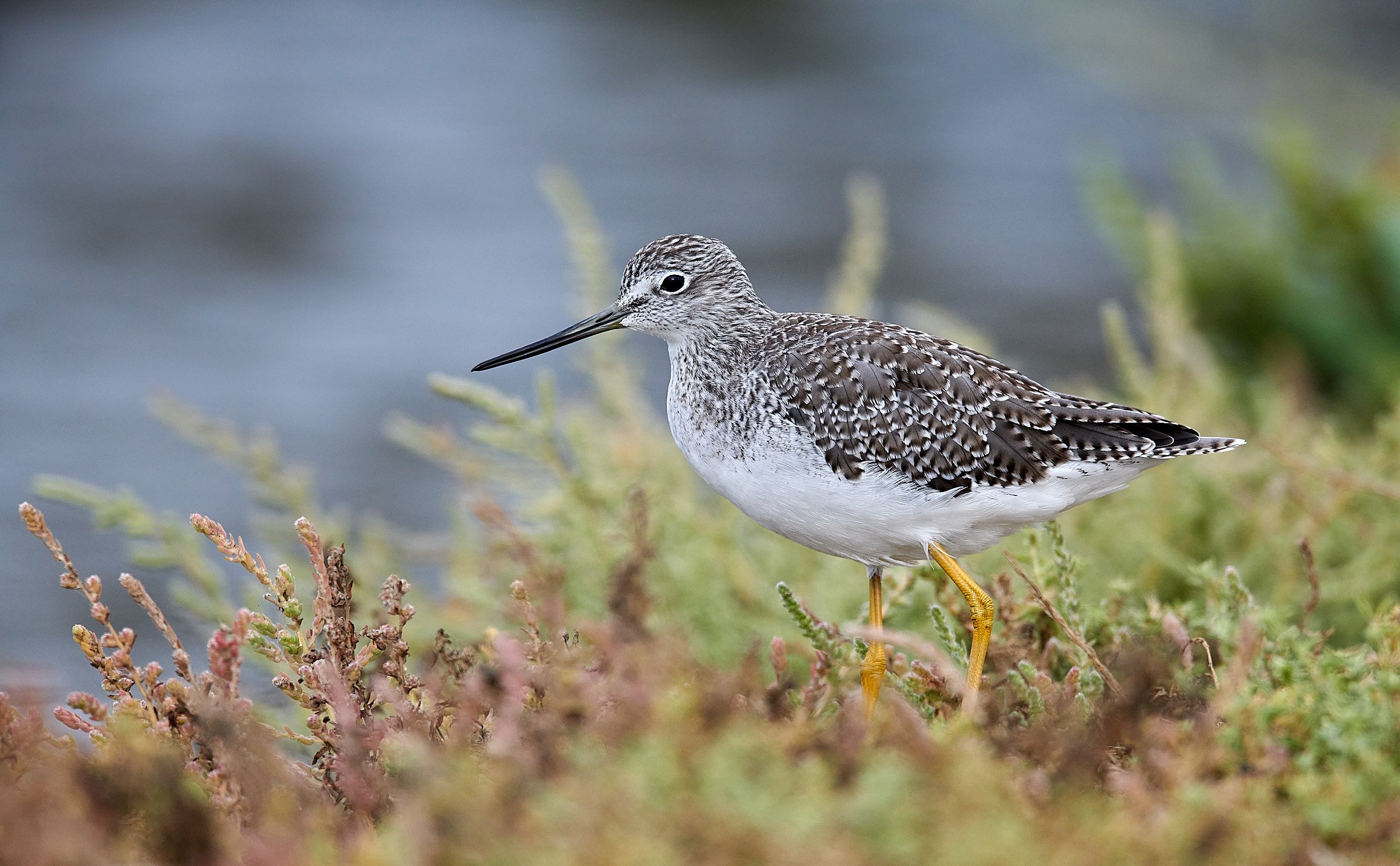 Greater Yellowlegs