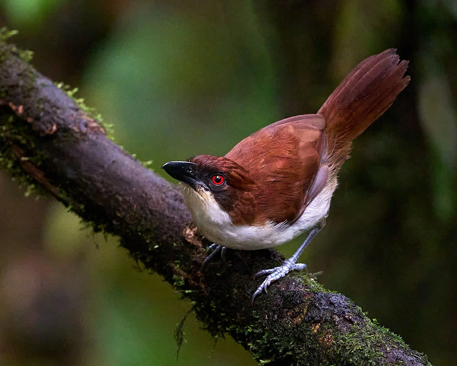 Great Antshrike