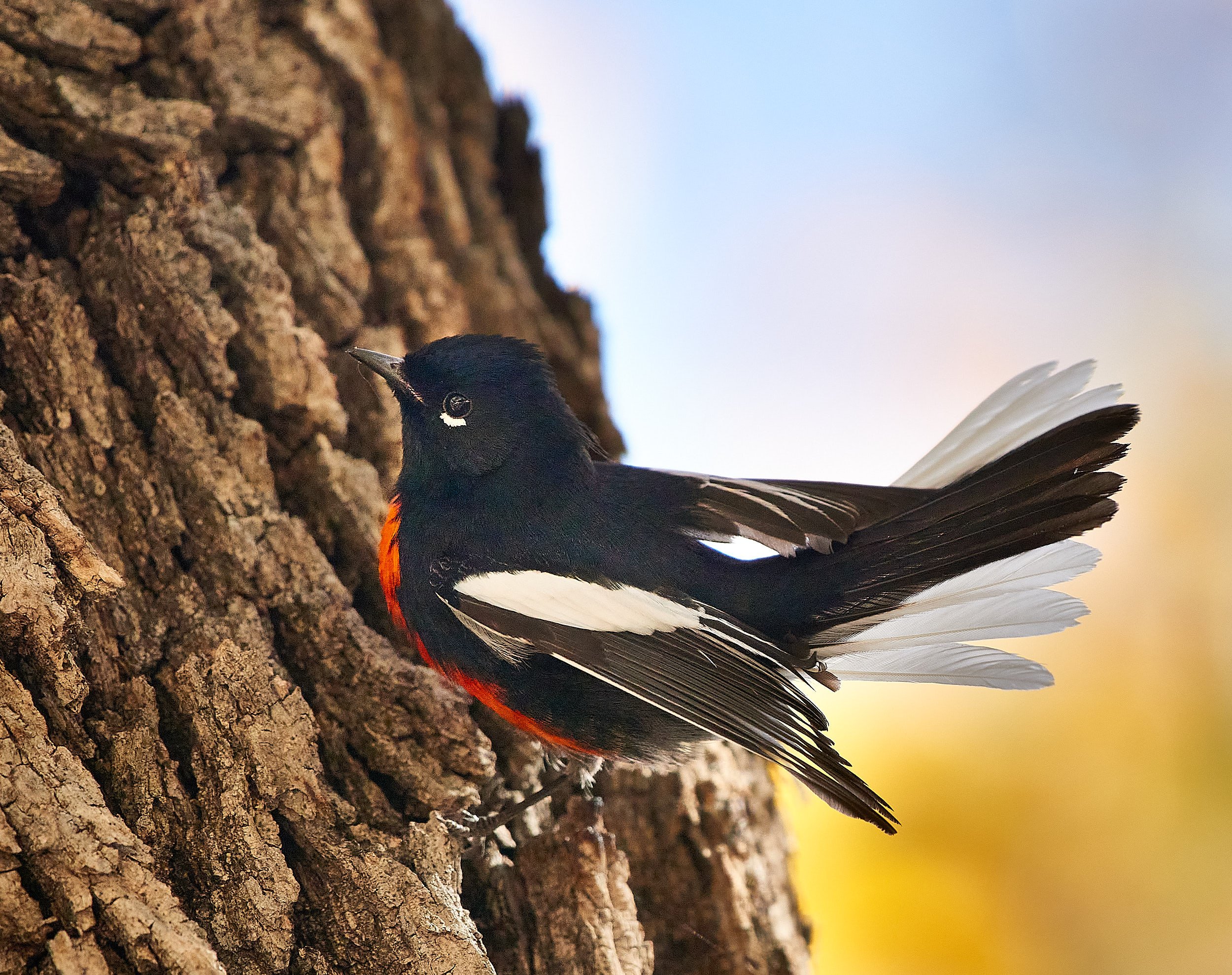 Painted Redstart