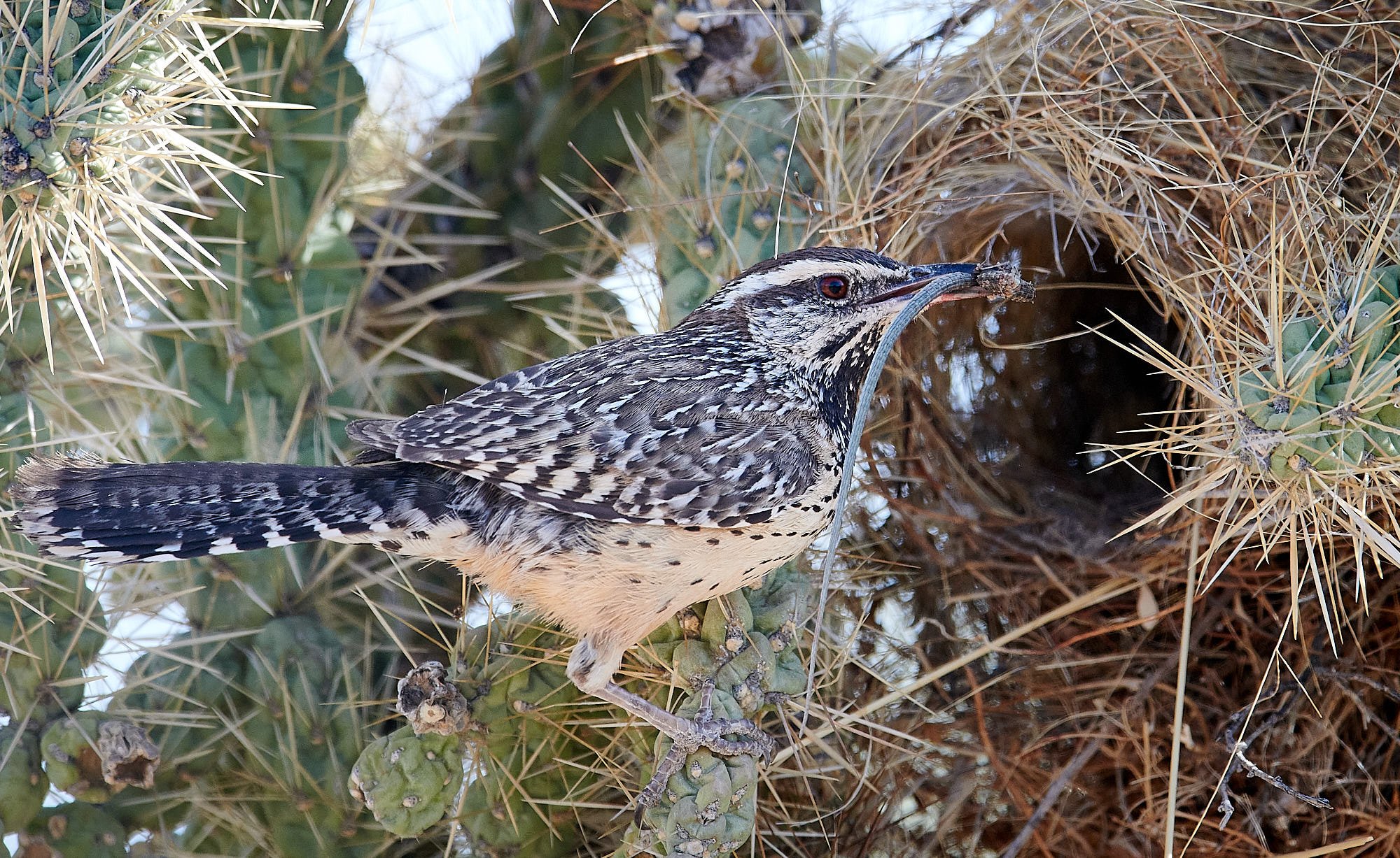 Cactus Wren