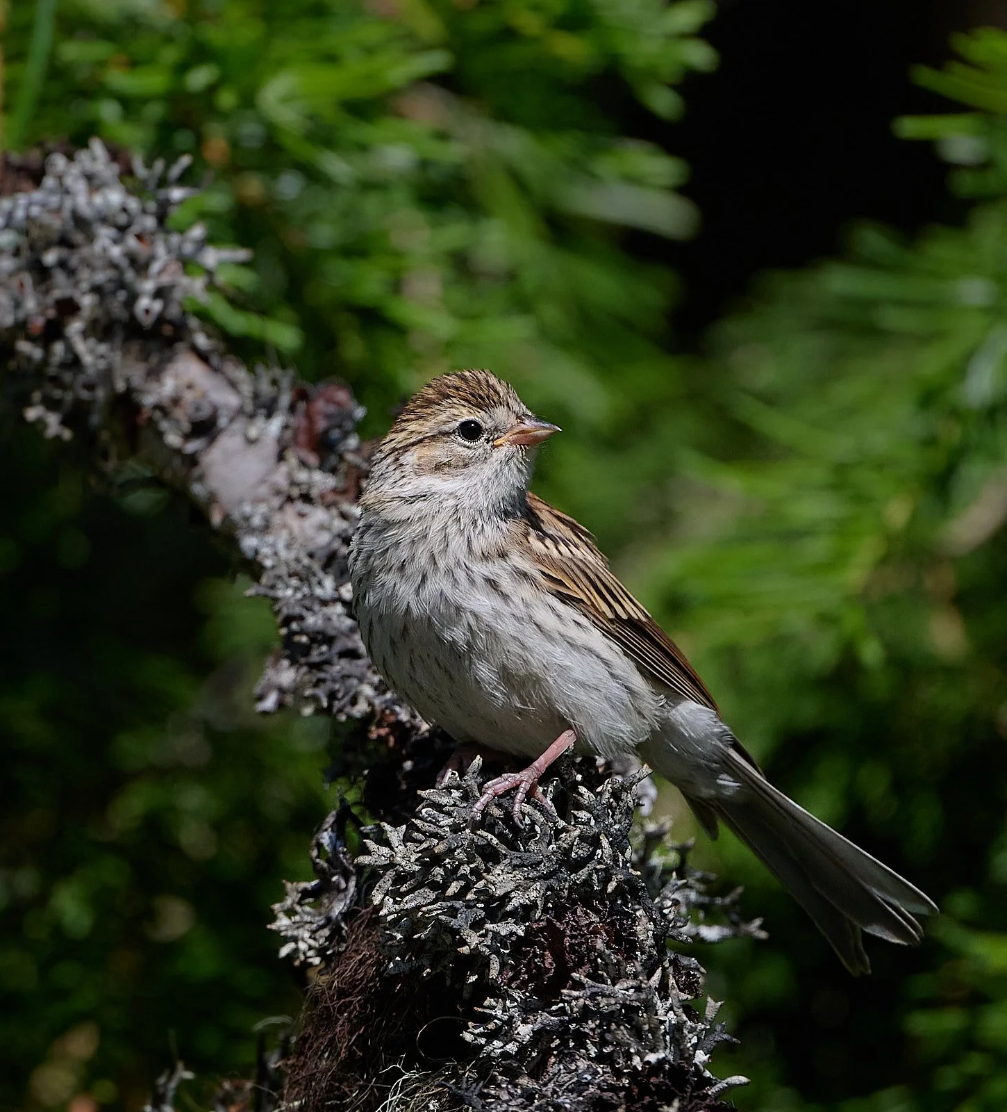Lincoln's Sparrow