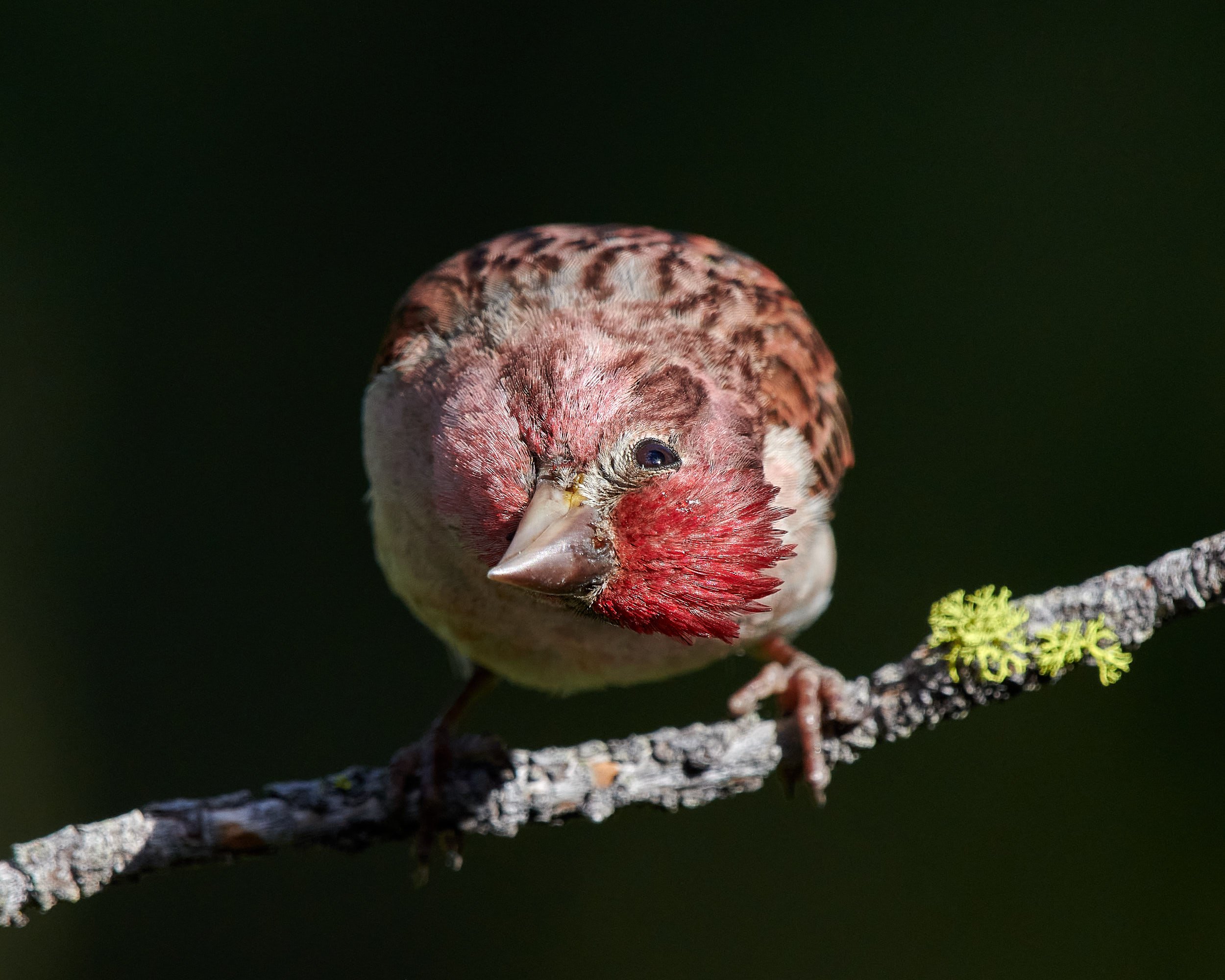 Cassin's Finch