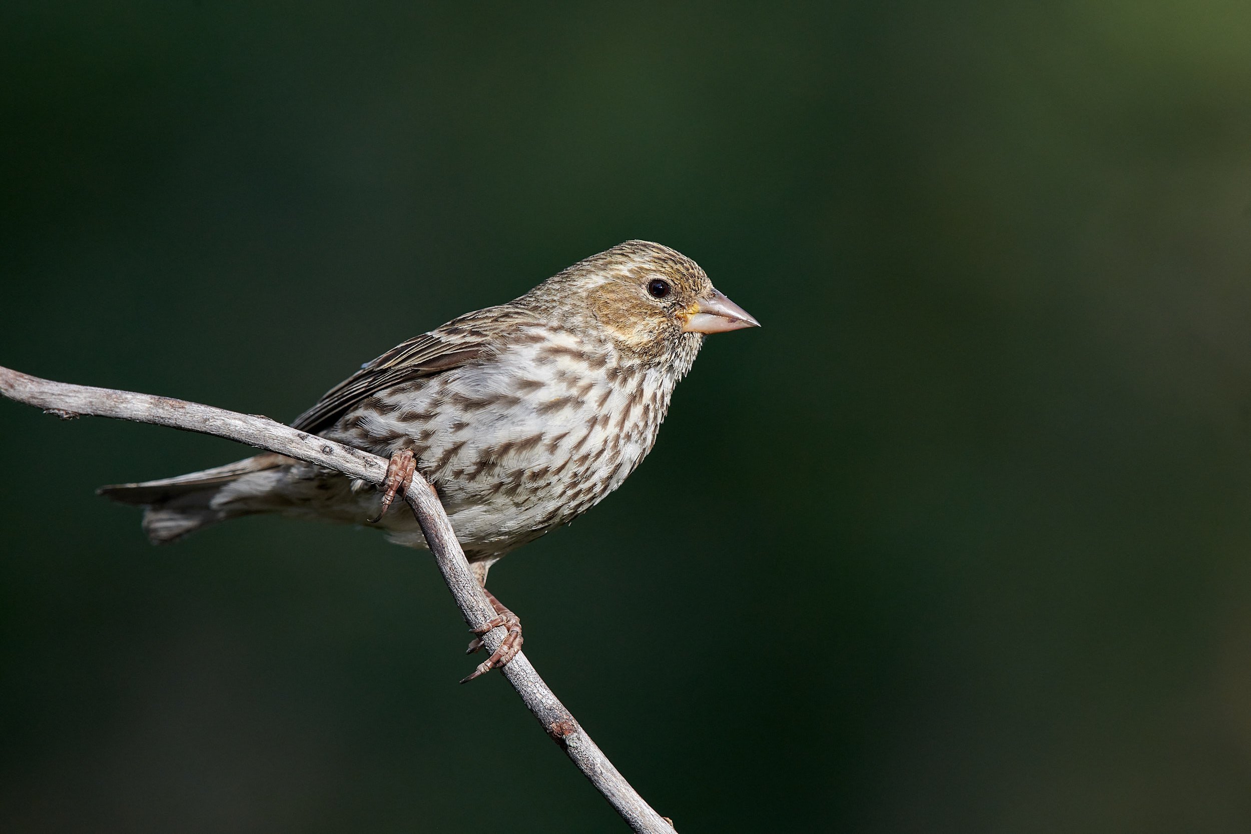 Purple Finch