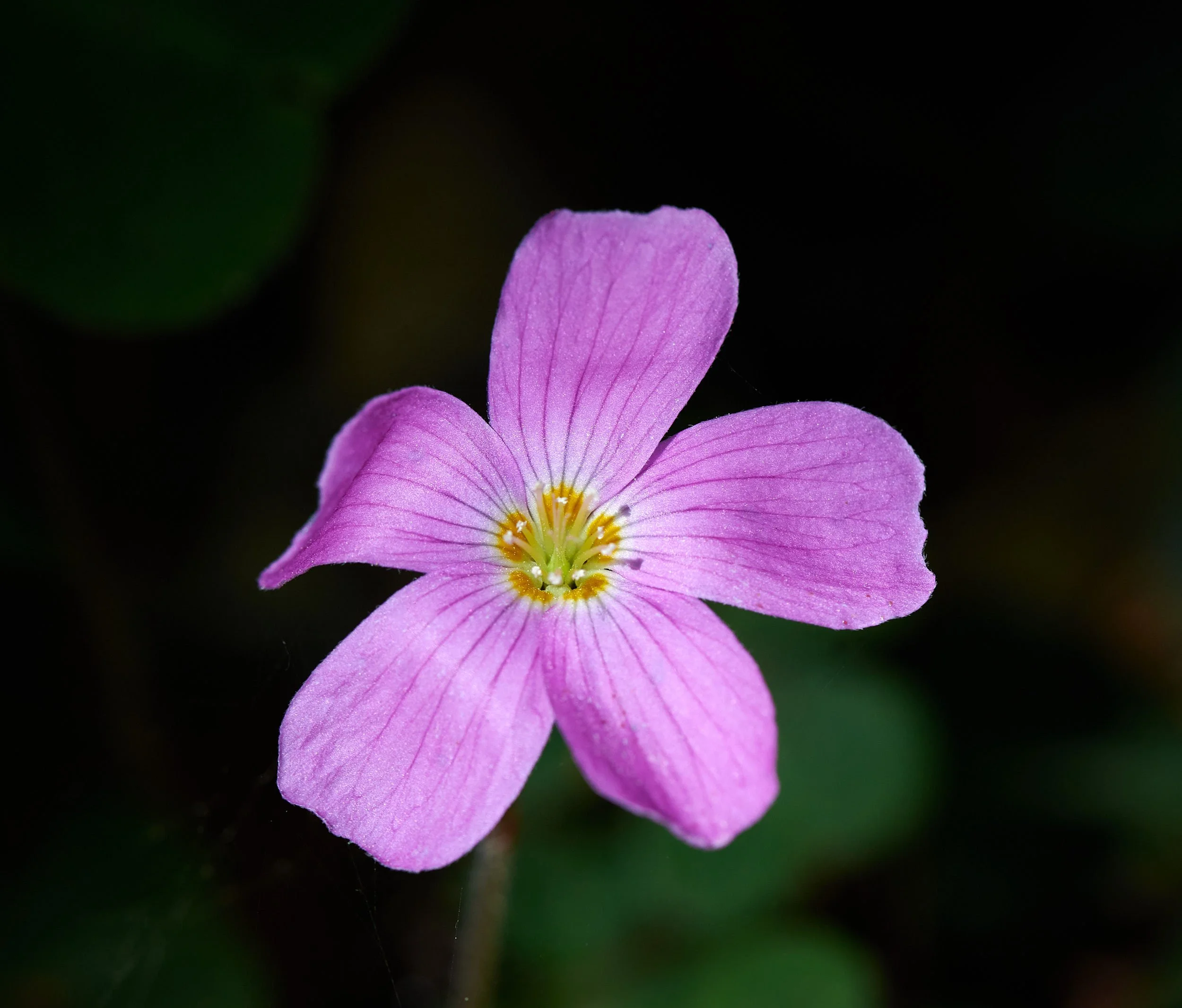 Redwood Sorrel.jpg