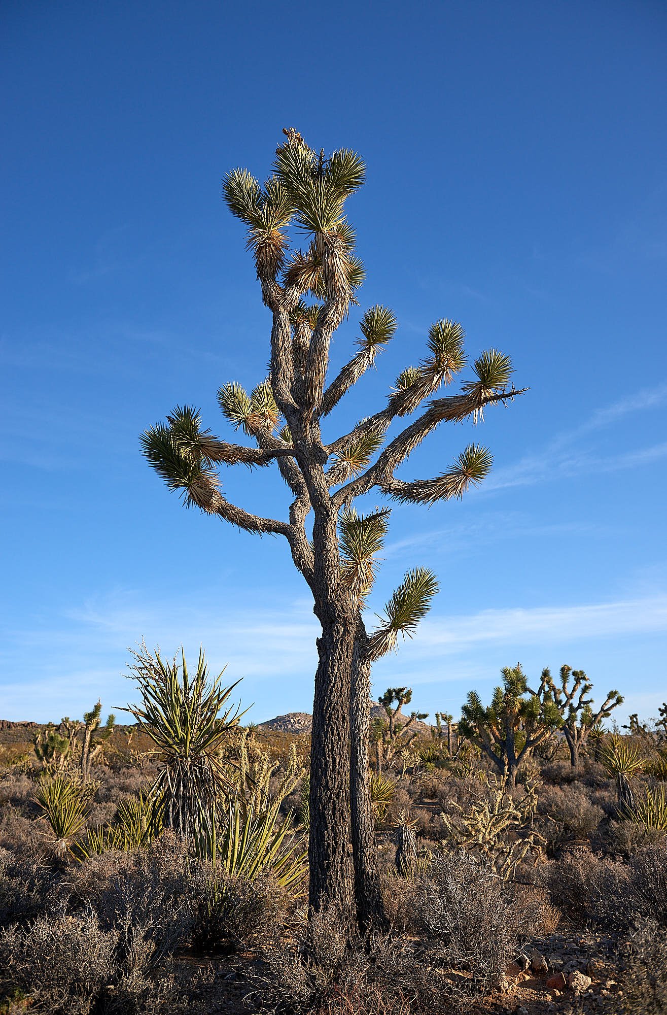 joshua tree 2.jpg