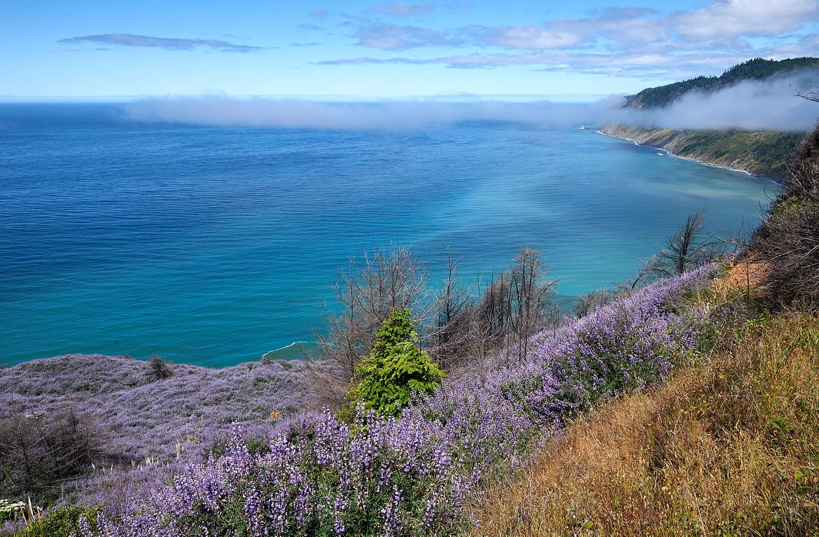 Lupines on coastal bluff.jpg