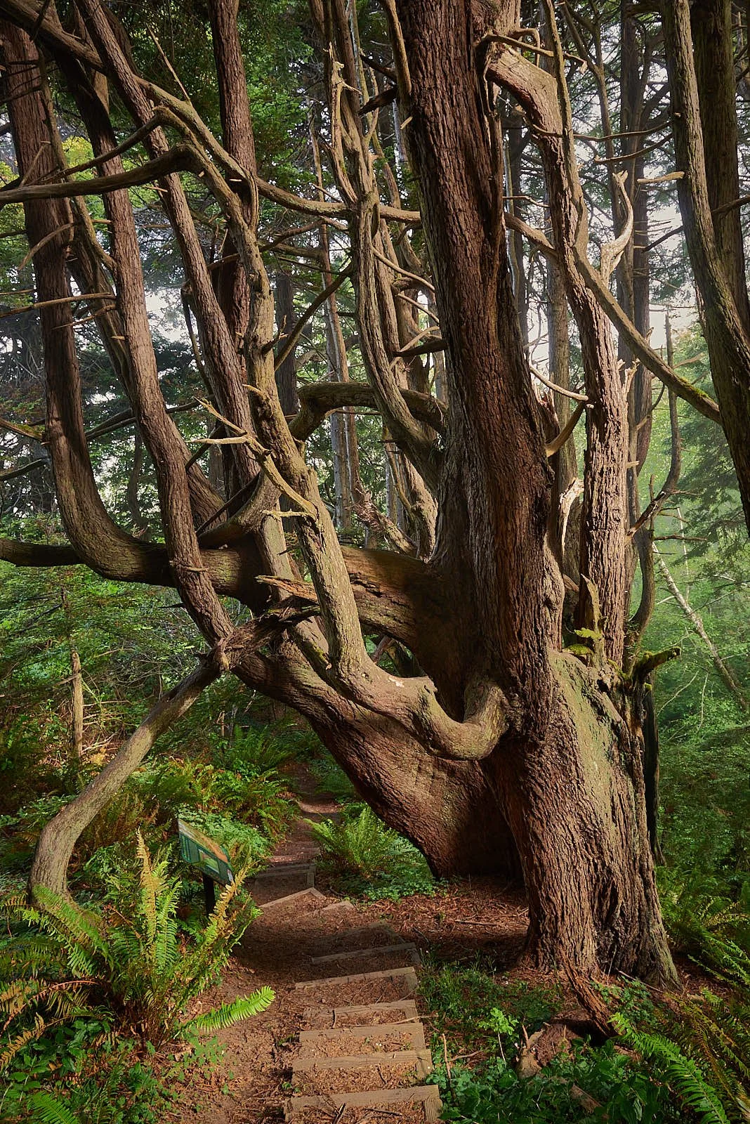 Candelabra redwood.jpg